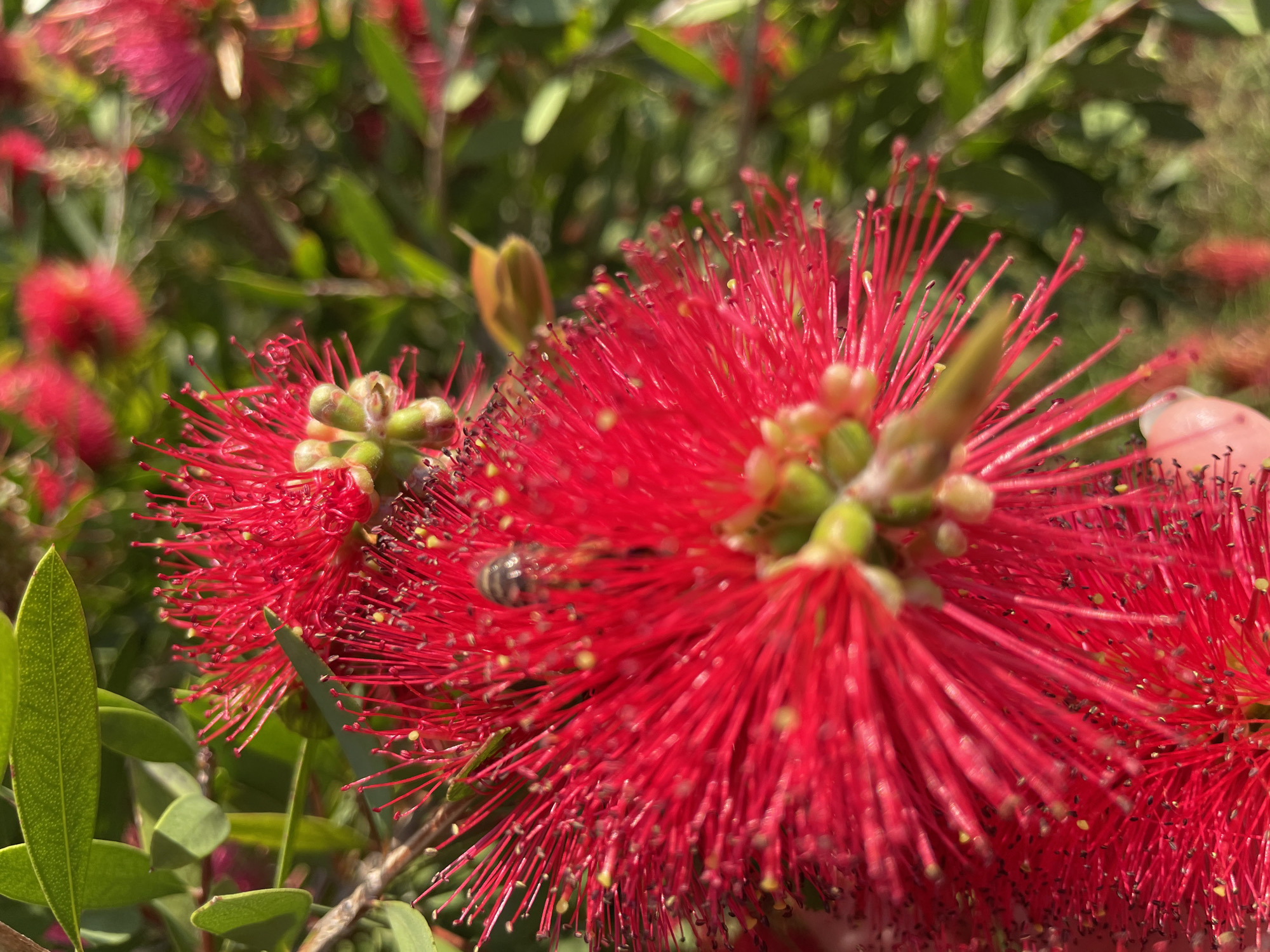 A close-up, sunlit, macro shot focuses on the vibrant red bottlebrush flowers of a Callistemon plant. A small bee, with visible stripes, is perched on one of the flower's stamen, appearing to be collecting pollen. The background is softly blurred, showing more of the red flowers, green leaves, and hints of sunlight filtering through the foliage. There is no identifiable information about the city of Sochi, Russia within the image.