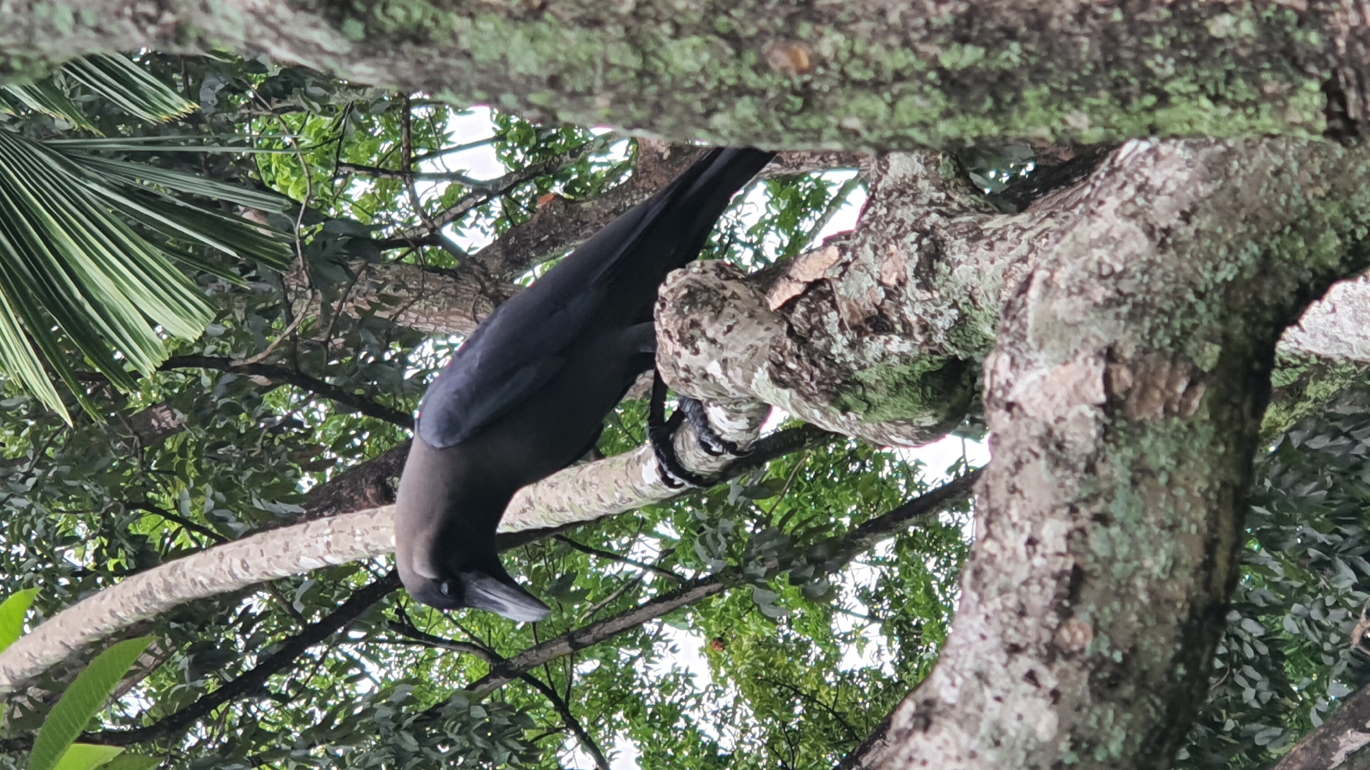 A black crow with dark gray plumage is perched on a moss-covered tree branch, its head lowered as if looking for something. The crow's beak is pointed and sharp. The tree is thick and textured, with some parts covered in green moss, suggesting a humid environment. In the background, a dense canopy of lush green leaves from various trees creates a natural, arboreal setting. The lighting is diffused, indicating an overcast day or the shade of the foliage. The image captures a moment of quiet observation by the bird within its natural habitat.