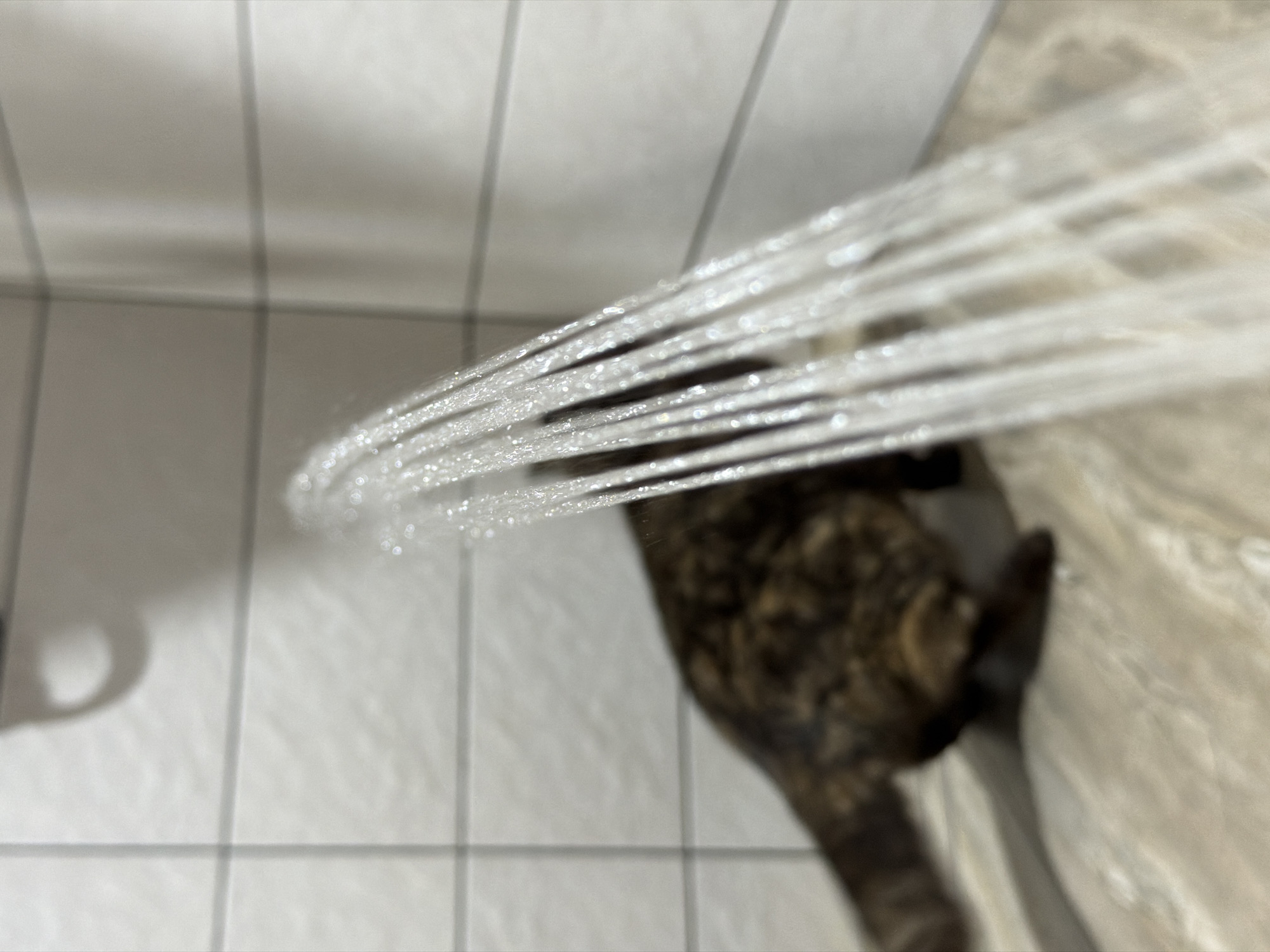 An eye-level indoor shot depicts a strong, horizontal stream of water, likely emanating from a shower head, spraying across the frame. The water is highly detailed, showing individual sparkling droplets against a blurred background.
The primary subject is this clear, segmented stream of water, appearing to shoot from the left side of the image towards the right. In the blurred background, a dark-furred animal, strongly resembling a cat with tabby-like markings, is partially visible. It is positioned to the right and slightly below the water stream, its body indistinct due to shallow depth of field or motion blur.
The setting appears to be a bathroom, characterized by light-colored, possibly white or off-white, tiled walls and floors that are visible in the upper left, lower left, and partially on the right side of the frame. The grout lines are darker, providing contrast. A faint, curved shadow, possibly from an object or light fixture, is visible on the lower left wall. The general lighting suggests an indoor, well-lit environment. The location is Chaikovsky, Russia. There is no visible text.