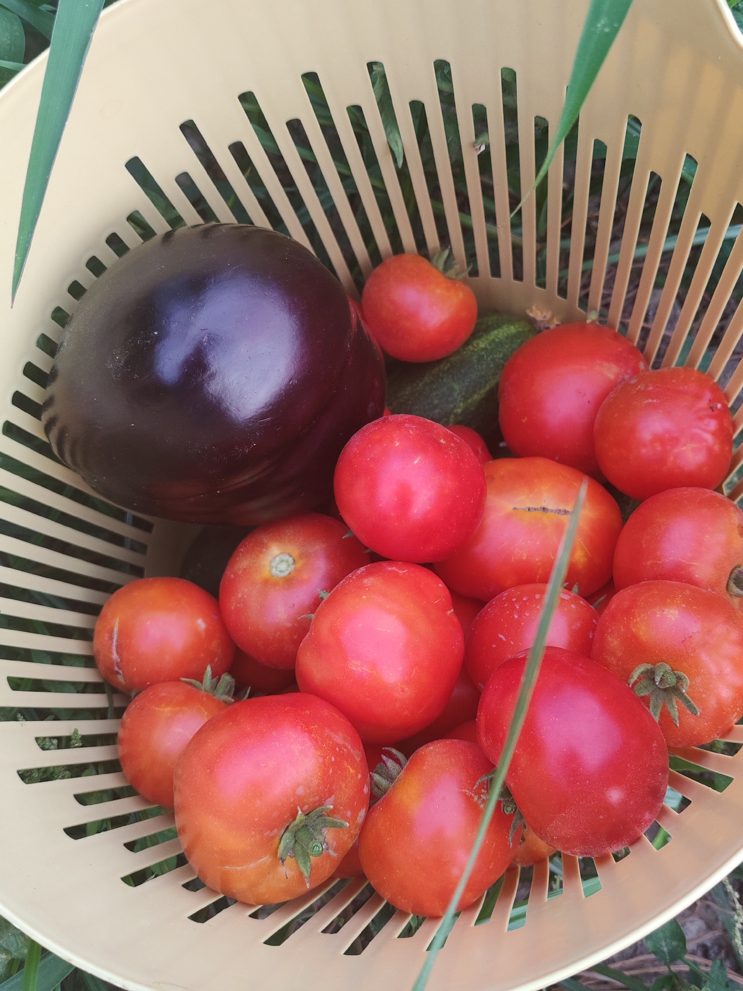 A basket of fresh produce sits on the ground, bathed in natural light. The basket, a pale yellow plastic colander, is filled to the brim with a variety of vegetables. Prominently featured is a large, dark purple eggplant, its smooth skin reflecting the light. Surrounding the eggplant are numerous bright red tomatoes, varying in size and shape, some with green stems still attached. Peeking out from beneath the tomatoes are a few green cucumbers. The basket rests on a patch of grass, with hints of green foliage visible around the edges, suggesting an outdoor setting. This scene is located in Sabunchu Raion, Azerbaijan.