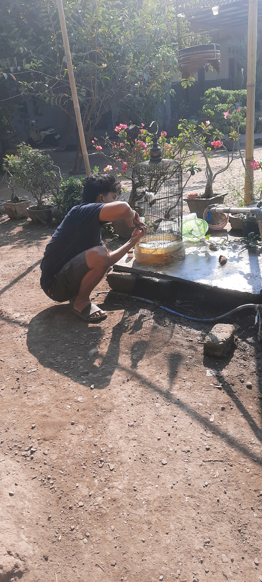 In Selopuro, Indonesia, a person wearing a dark blue t-shirt and gray shorts crouches next to a birdcage. The birdcage, made of black metal, contains a white bird. The person is holding a small, red object and appears to be interacting with the bird or the cage. The ground is covered in dirt and small stones. Sunlight casts shadows on the ground, indicating an outdoor setting. Several potted plants, including one with pink flowers, are visible in the background. A bamboo pole stands vertically to the left of the frame. The scene is illuminated by bright sunlight.