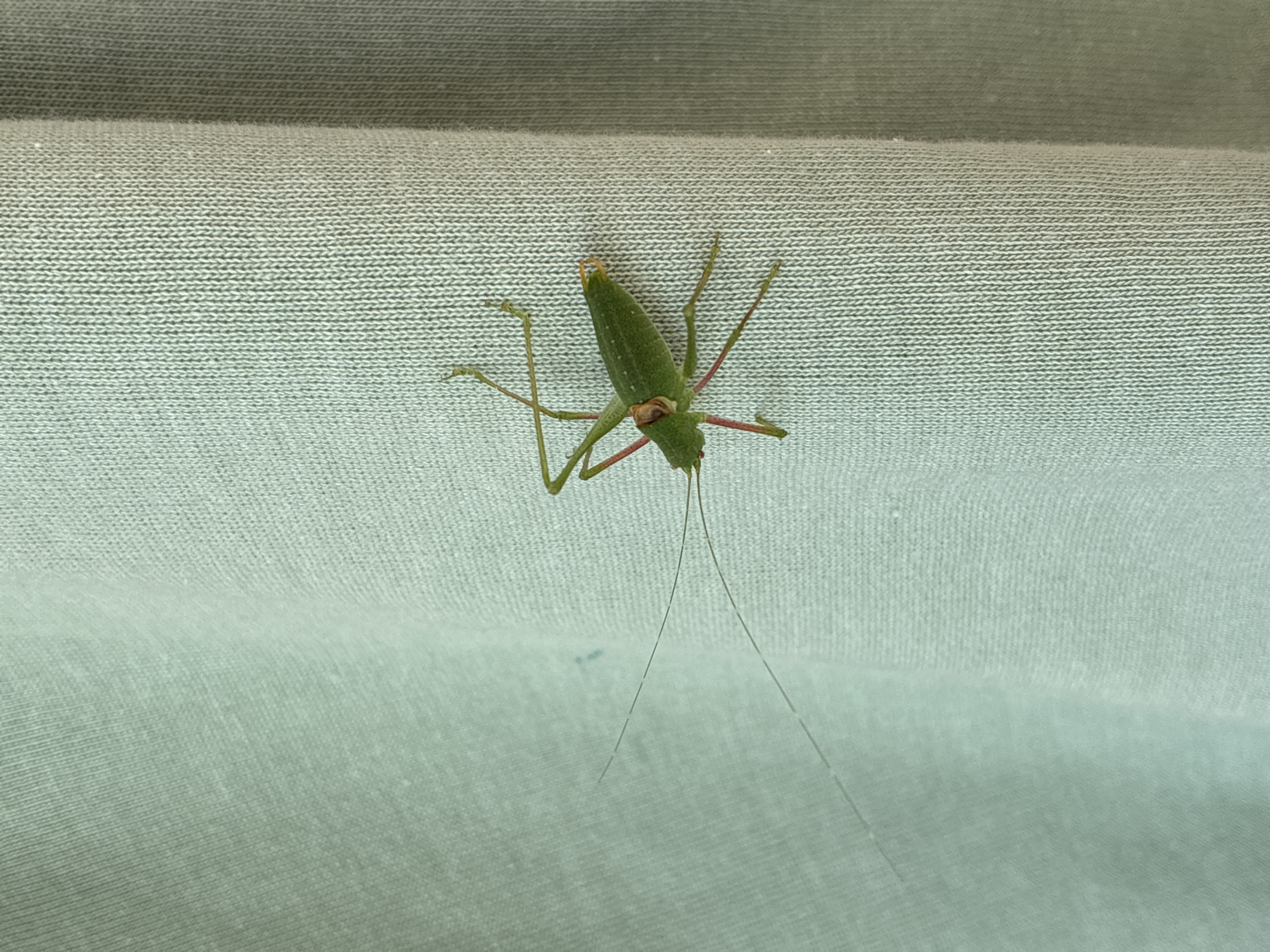 A green grasshopper with long antennae and red legs is clinging to a light green fabric. The fabric appears to be a curtain or a piece of clothing with a ribbed texture. The grasshopper is positioned in the center-right of the frame, facing left. Its body is elongated, and its hind legs are tucked underneath it. The background is a soft, out-of-focus light green. The image was taken in Surami, Georgia.