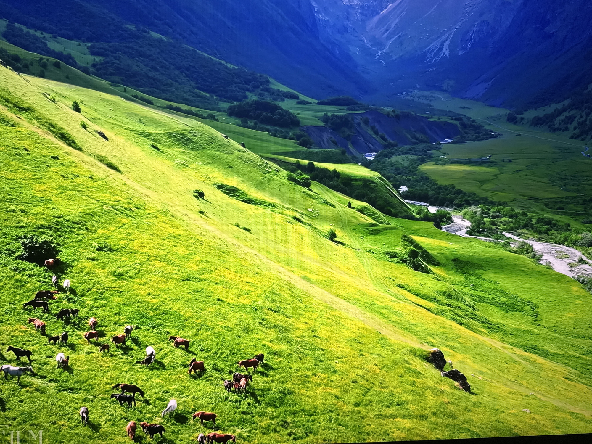 This is a wide-angle, high-angle shot of a lush, green mountainous landscape, possibly a valley. The foreground is dominated by a steeply sloping hillside covered in vibrant green grass, dotted with small yellow flowers. A herd of approximately 20 horses, of various colors including brown, white, and gray, are grazing on this hillside. Some horses are gathered in small groups, while others are scattered individually. The hillside recedes into the distance, leading to darker green, forested slopes and a deep blue, shadowed mountain range under a bright sky. A winding river or stream is visible in the valley floor, surrounded by more greenery. The scene is natural and depicts an idyllic pastoral environment. There are no people visible in the image. This scene is not located in the city of Burgas, Bulgaria.