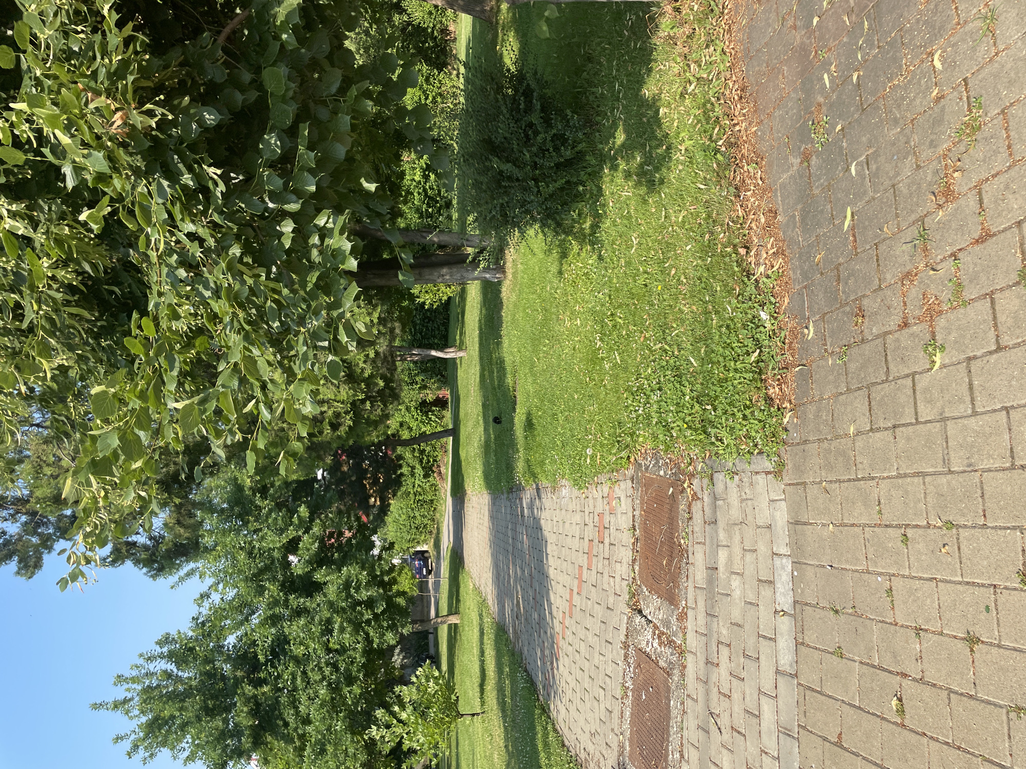 A paved walkway, constructed of light grey rectangular bricks with some scattered reddish bricks, leads into a park. The walkway is bordered by a lush green lawn with scattered yellow wildflowers and fallen leaves. Several trees with dense green foliage are present, casting shadows on the grass. A dark blue car is visible parked on a road in the distance, beyond the park. Two metal manhole covers are set into the pavement near the foreground of the walkway. The sky is a clear, bright blue. This scene is consistent with a park or public green space within the city of Iași, Romania.