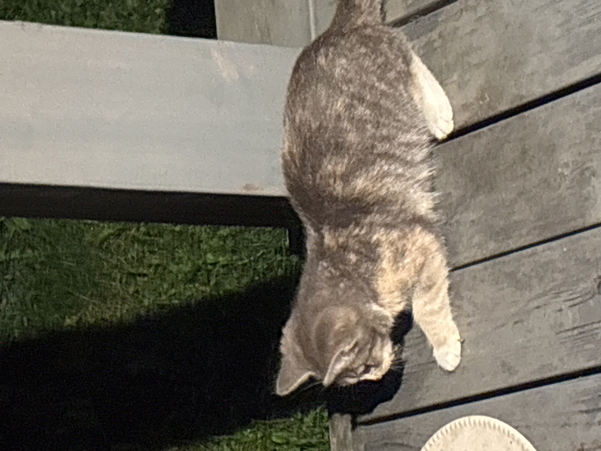 A cat is lying on a wooden deck. The cat is a tabby with gray and tan fur. It is lying on its side, with its head facing left. The cat's paws are extended. The wooden deck is made of gray planks. In the background, there is green grass and a gray post. The scene appears to be outdoors, possibly in a backyard or patio area. The image is taken from a slightly elevated angle, looking down at the cat. The lighting suggests it is either early morning or late evening. There is no information available to determine the location in the city of Zvenigorod, Russia.