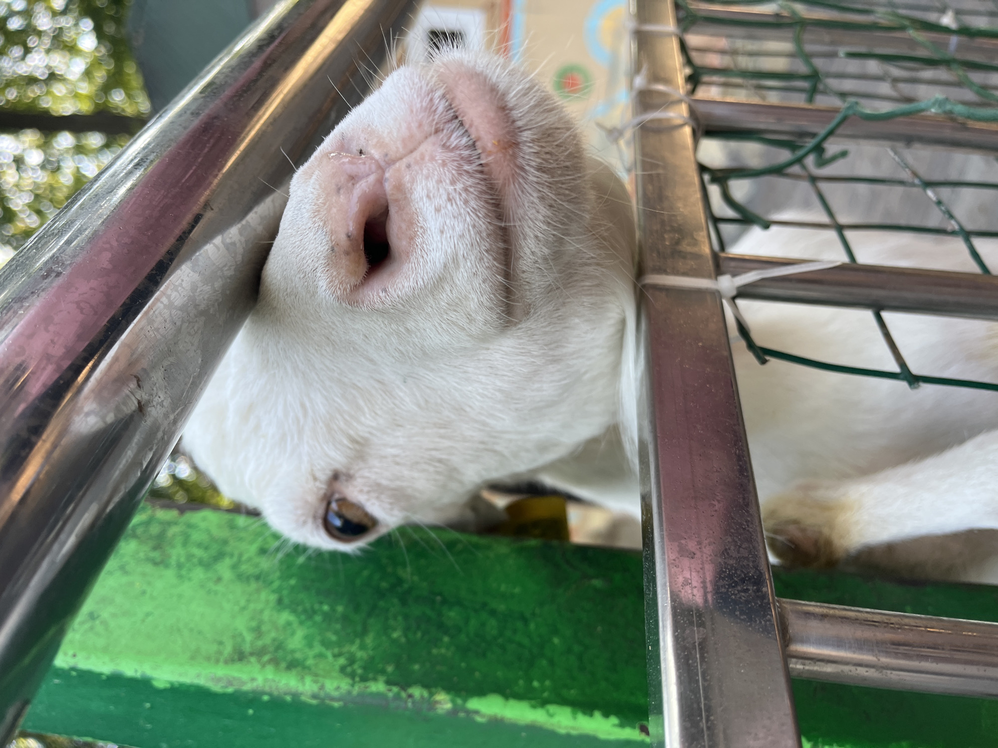 A close-up shot focuses on the face of a white goat, its head tilted upside down and resting against a metal railing. The goat's snout and an eye are visible. The snout is pink and moist, with small black specks. The eye is brown and appears alert. The background is blurred, showing hints of green foliage and a light-colored structure. The goat is positioned near a green surface, possibly a bench or platform, and is enclosed by a metal structure with a wire mesh. The overall impression is of an animal in an enclosure, perhaps at a zoo or farm, with a curious or playful demeanor. The lighting suggests it is daytime, with natural light illuminating the scene.