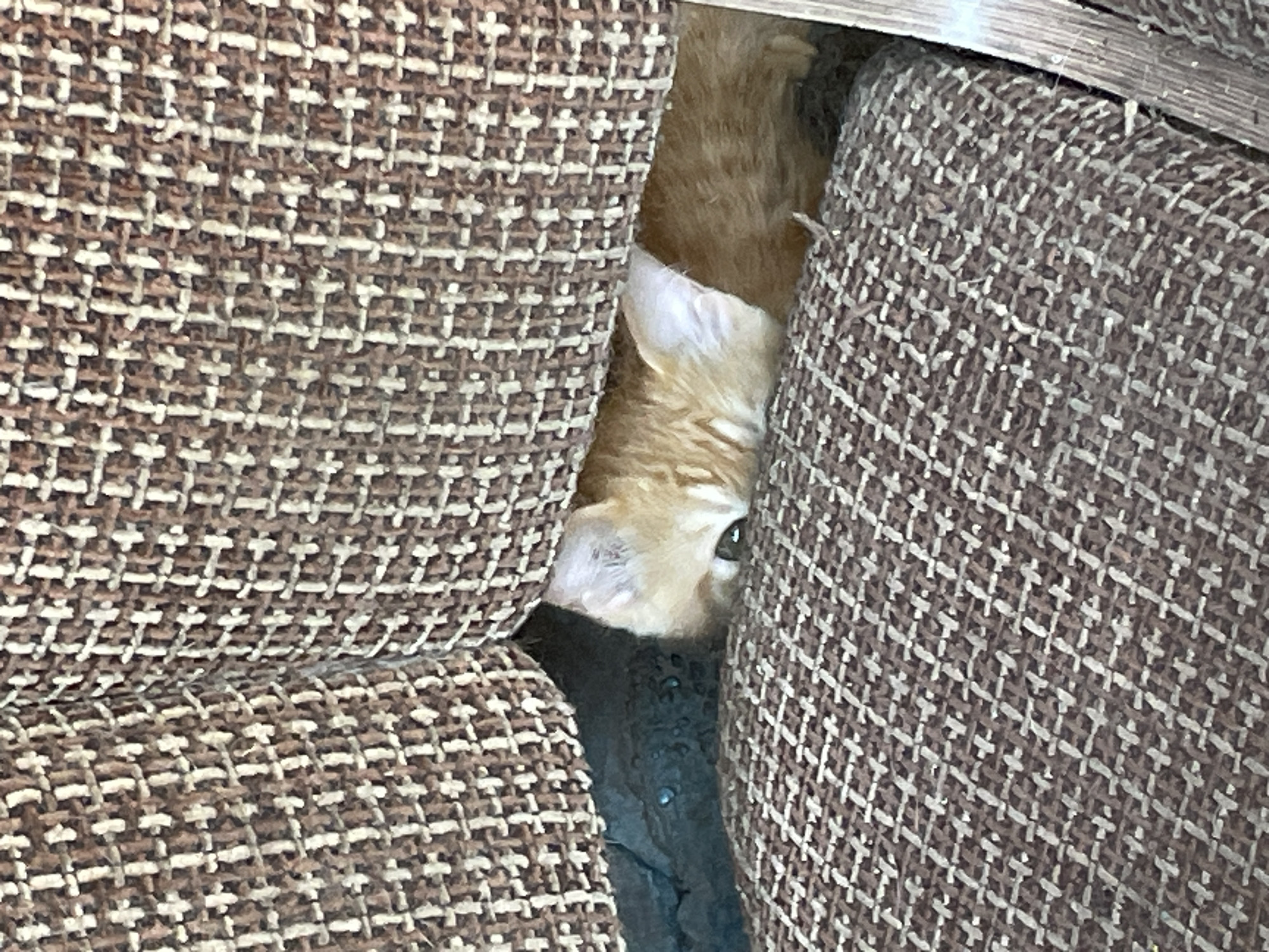 A ginger kitten is hiding between the cushions of a brown patterned couch. The kitten's head is peeking out, with only its eyes and part of its face visible. The background is dark and indistinct, suggesting the kitten is in a dimly lit area. There is no discernible information about the location in Almaty, Kazakhstan.