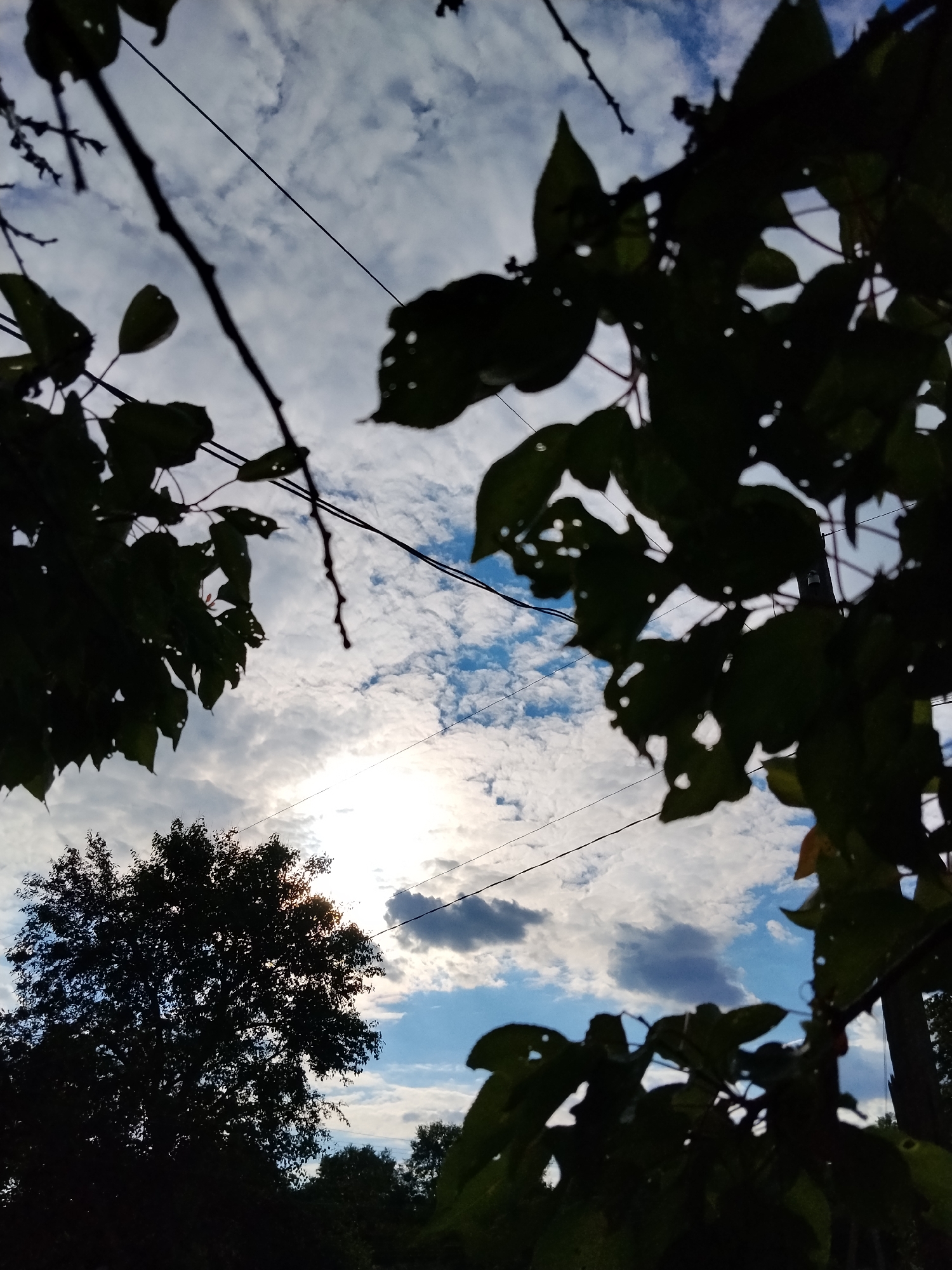 The image depicts an outdoor scene at an unspecified time, likely during daylight hours given the presence of the sun. The foreground is dominated by silhouetted dark green leaves and branches of what appear to be deciduous trees, obscuring parts of the sky and background. Multiple thin black wires, consistent with electrical or communication lines, traverse the sky horizontally and diagonally across the frame.
In the mid-ground, a large, dark tree is silhouetted against a bright sky. The sun is visible behind this tree, partially obscured by clouds and leaves, creating a bright glare in the center of the image. The sky is partly cloudy, with patches of blue sky visible between scattered white and gray clouds. Some darker, more defined clouds are present in the upper right and center portions of the sky.
The background shows more silhouetted trees and foliage against the sky, suggesting a natural or semi-natural environment. The overall lighting suggests it may be late afternoon or early morning, with the sun low in the sky. There are no people or animals visible in the image.
The location of Ustyvytsia, Ukraine, is provided as context but is not visually ascertainable from the image itself. The scene appears to be a common view of trees and sky with utility lines, which could be found in many rural or suburban areas.