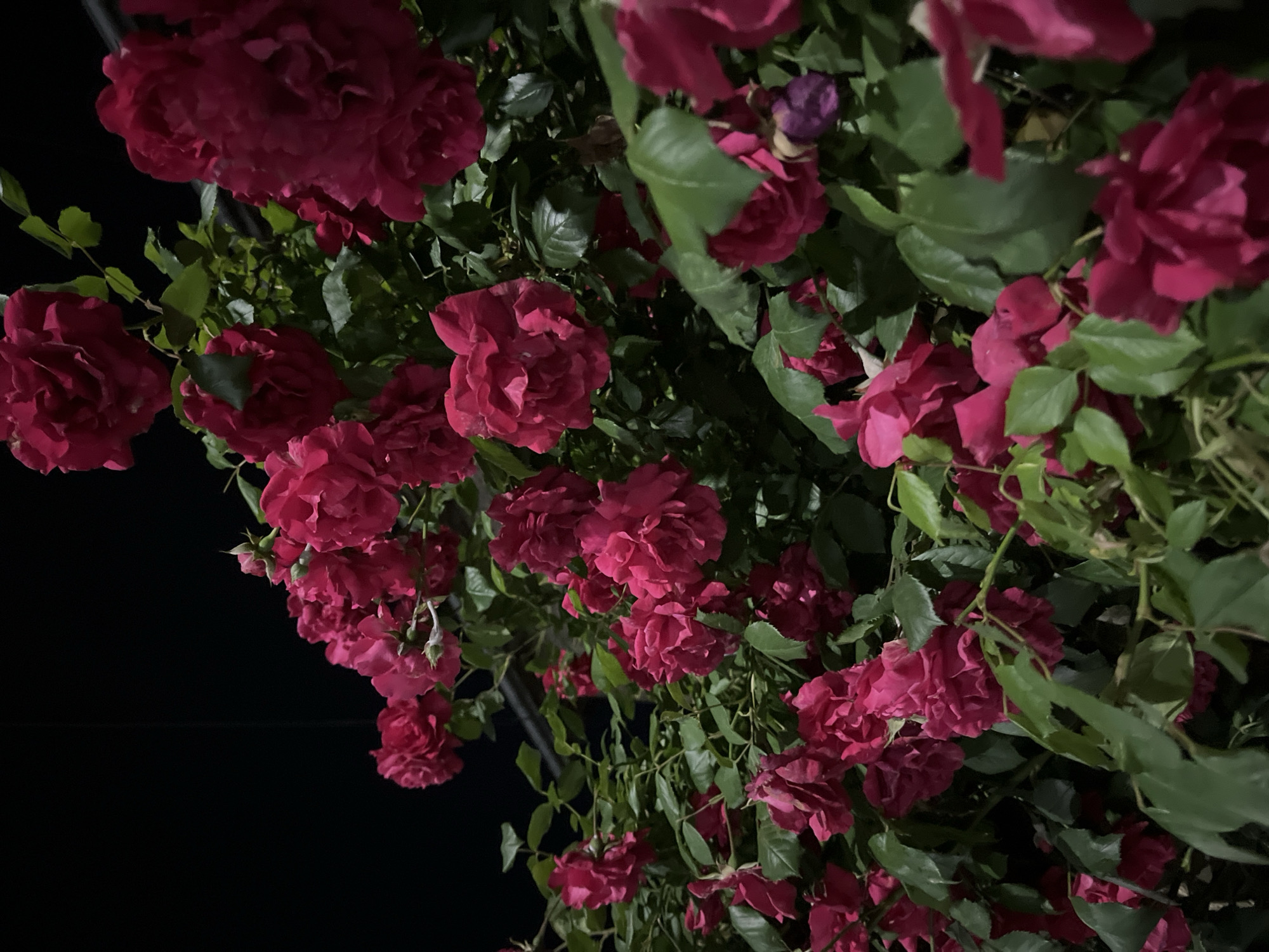 The media file displays a dense cluster of vibrant deep pink or magenta roses and their green foliage, captured at night. The flowers are illuminated, likely by an artificial light source, which sharply contrasts them against an almost absolute black background. The arrangement suggests a climbing rose bush or a very full garden bed, with blooms and leaves cascading downwards and filling most of the upper and central parts of the frame.
Numerous individual roses are visible, some in full bloom with ruffled petals, others appearing as buds or younger flowers. The green leaves vary in shade and are intertwined with the flowers, showing some detail and texture from the lighting. The overall impression is one of lushness and abundance.
There is no activity taking place, as it is a static image of nature. The time of day is clearly night, given the complete darkness of the background. No specific weather conditions can be discerned. The image itself does not contain any discernible location cues, but the provided context states it is Shumen, Bulgaria. No text is visible in the image. The lighting creates a dramatic effect, highlighting the rich colors of the flowers and leaves while concealing the surroundings in shadow.