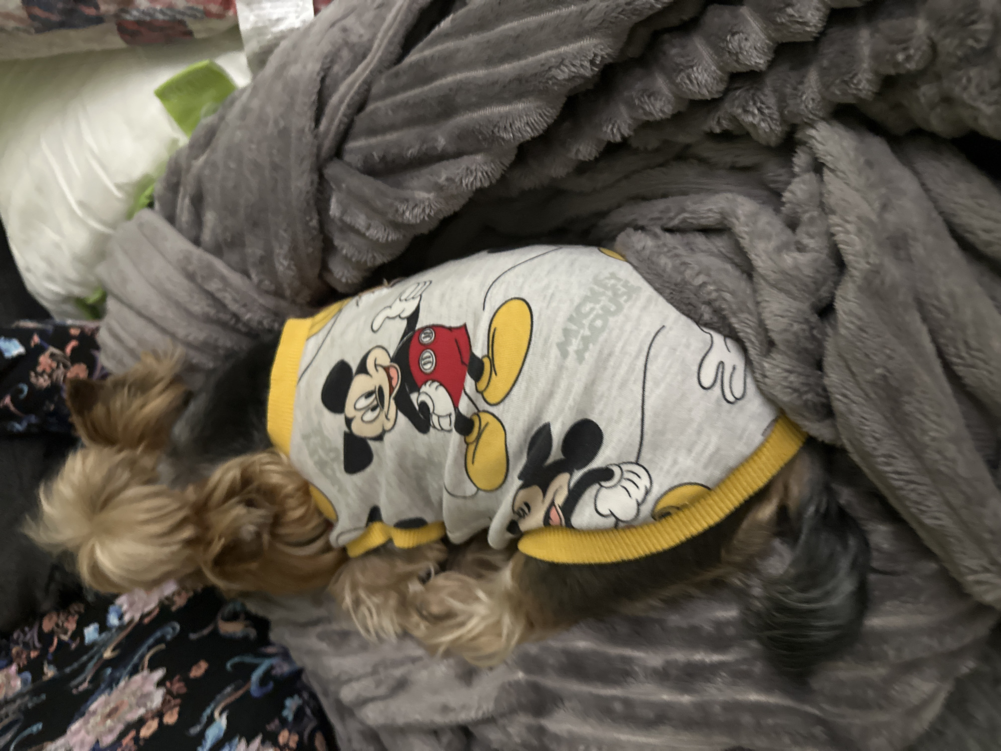A small, brown, long-haired dog wearing a gray and yellow Mickey Mouse shirt is lying on a gray blanket. The dog is partially obscured by the blanket. The scene appears to be indoors. There is no indication of Montana, Bulgaria.