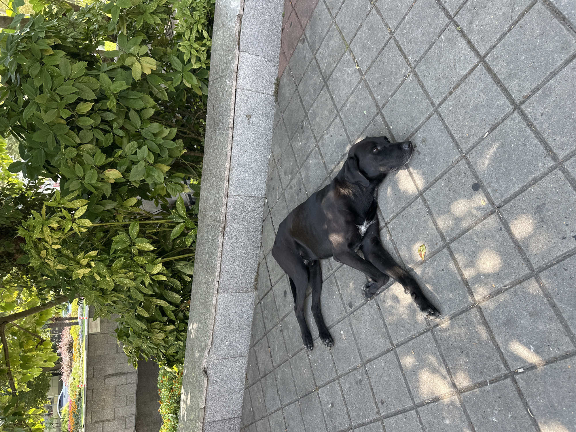 A black dog is lying on a paved sidewalk next to a stone planter filled with greenery. The dog appears to be sleeping or resting, with its body stretched out on the ground. The sidewalk is made of grey square tiles, and shadows from the trees above are cast across the surface. In the background, there is a stone wall and lush green bushes and trees. The scene is set in an outdoor urban environment, potentially a park or a public walkway. There are no people visible in the image.