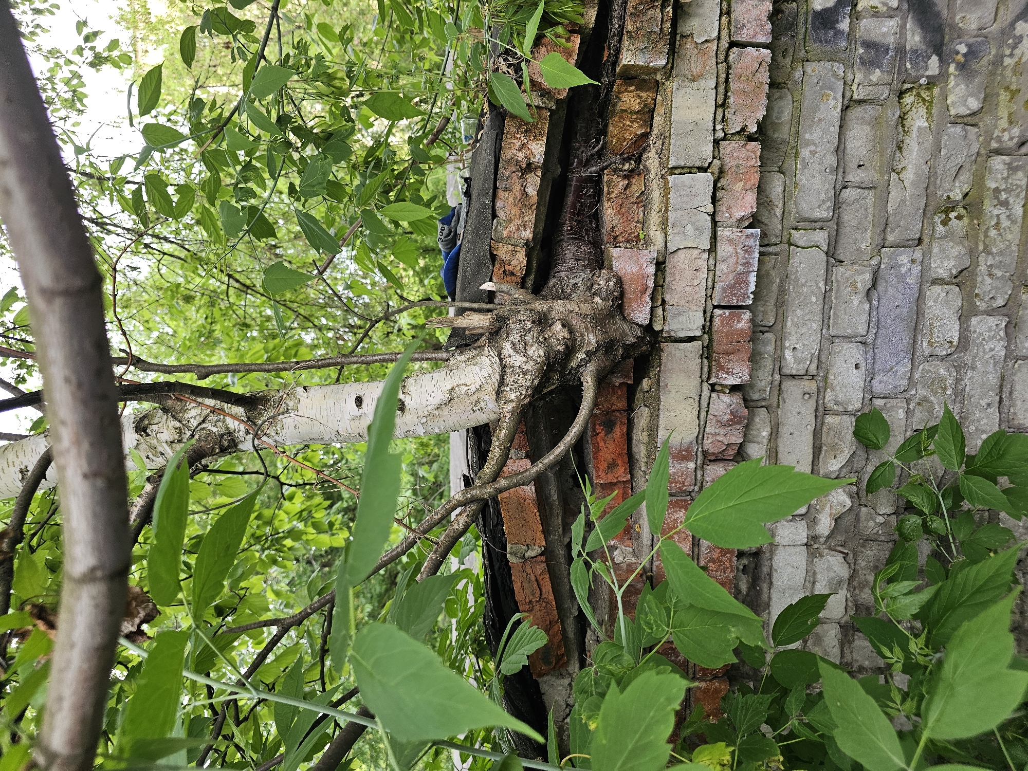 A birch tree has grown into the crevice of a brick wall in Khimki, Russia. The wall is constructed of both red and grey bricks and is in a state of disrepair. The tree's trunk has expanded within the wall, causing sections of the brickwork to crack and separate. Green foliage surrounds the tree and wall.
