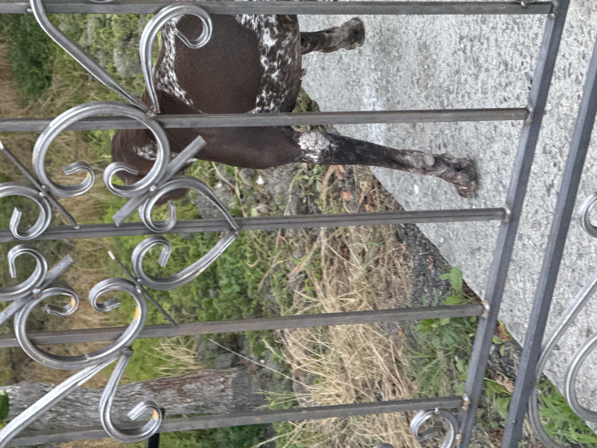 The image shows a dog standing behind a decorative metal fence. The dog is mostly dark brown with white patches on its back and hindquarters. Its legs are also dark brown, with white markings around its paws and ankles. The dog is facing away from the camera, and its tail is not visible. The fence is made of dark metal bars and has ornate scrollwork at the bottom. Behind the fence, there is a concrete surface and some dry grass and green foliage. The scene appears to be outdoors, possibly in a yard or park. The lighting suggests it could be daytime, and there are no clear indicators of weather conditions or a specific time of day. No text is visible in the image. The dog's posture is relaxed, suggesting it is either waiting or simply standing in place. The location context provided is Sochi, Russia, but there are no explicit visual cues in the image to confirm this specific location.