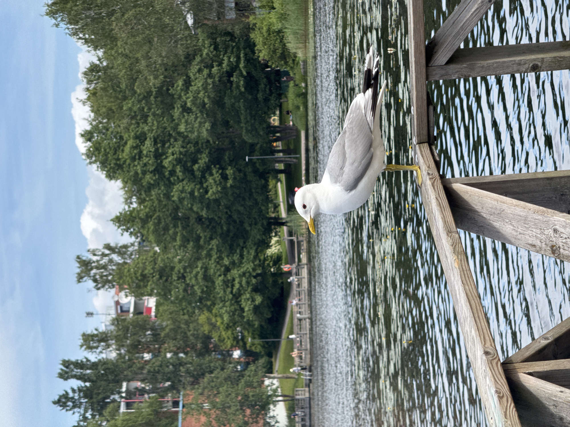 An adult ring-billed gull stands on a wooden railing overlooking a body of water. The gull is facing to the left, with its white head featuring a red eye ring, and its body is primarily white and gray. The water is rippled and appears dark, with scattered yellow flower petals floating on the surface. In the background, a wooden pier extends into the water, with several people seated and standing. Beyond the pier, a line of green trees forms a dense backdrop, interspersed with buildings that appear to be apartment complexes. The sky is partly cloudy, with patches of blue visible. The scene is set in a park-like environment with an urban setting in the distance.