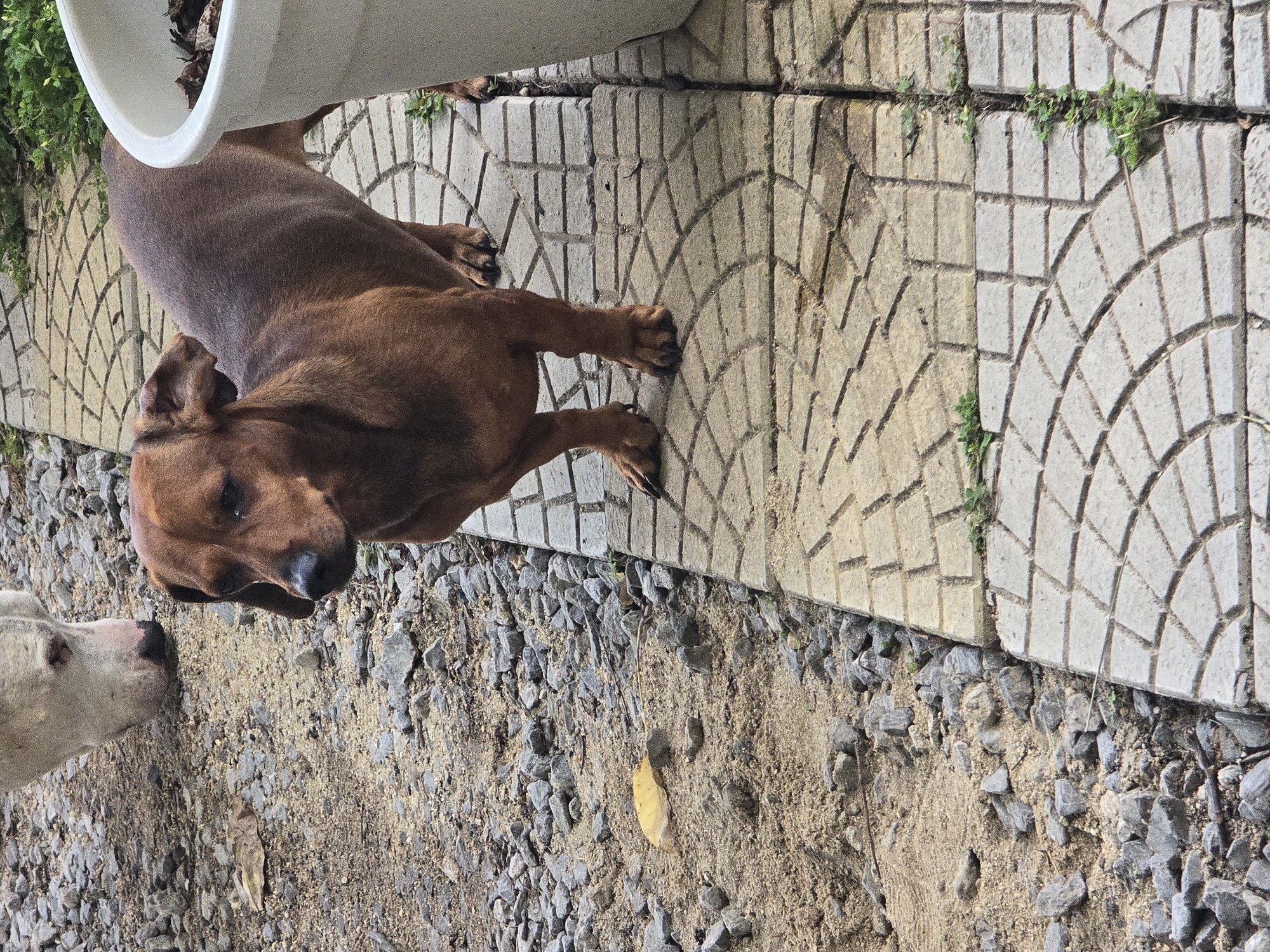This image shows two dogs outdoors in what appears to be a yard or alleyway in Golyanovtsi, Bulgaria. A brown dachshund is standing on a paved walkway made of interlocking concrete tiles. Behind the dachshund, a white dog with floppy ears is partially visible, with its head lowered as if sniffing the ground. The ground surrounding the walkway is a mixture of sand and small grey stones. A large white planter is visible on the right side of the frame, and some green vegetation is growing in cracks along the walkway and near the planter.