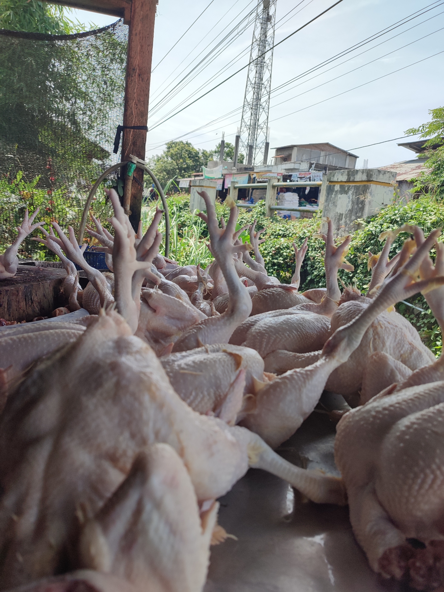 The image depicts a large number of raw, plucked chickens on a metal surface, presumably at a market or butchery. The chickens are piled together, with their necks and feet prominently displayed.
The scene is located outdoors, beneath a covered area with a wooden post visible. In the background, there are buildings, vegetation, and a tall telecommunications tower. Based on prior knowledge, this scene takes place in Cotseutui, Indonesia.
