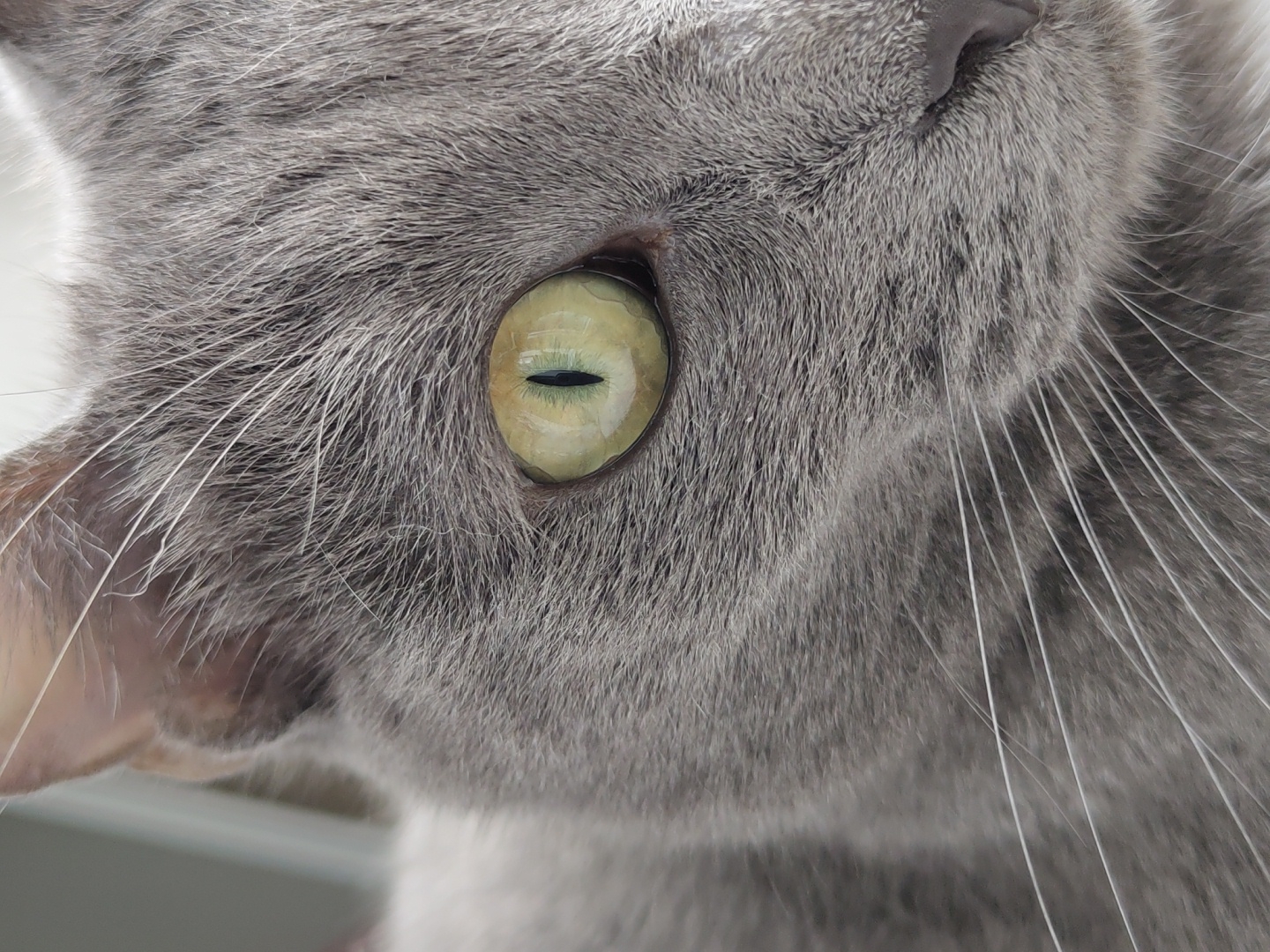 The image is a close-up, side profile shot of a grey cat's face, focusing on its eye and whiskers. The cat's fur is short and dense, with shades of grey that vary in tone. The dominant feature is its large, prominent eye, which has a vibrant yellow-green iris and a vertical, slit-like pupil. The eye appears to be reflecting light, giving it a glossy sheen. Long, white whiskers extend outwards from the cat's muzzle, fanning out in multiple directions. The cat's nose is visible in the upper right portion of the frame, a dark, subtle shape against the grey fur. The background is blurred and out of focus, with hints of a light, possibly white or bright, surface. The lighting suggests it might be daytime, but no specific environmental cues are present to confirm the time of day or location. The image is a still photograph and does not depict any ongoing activity. The focus is entirely on the cat's facial features, highlighting the texture of its fur and the intensity of its gaze. There is no visible text in the image.
