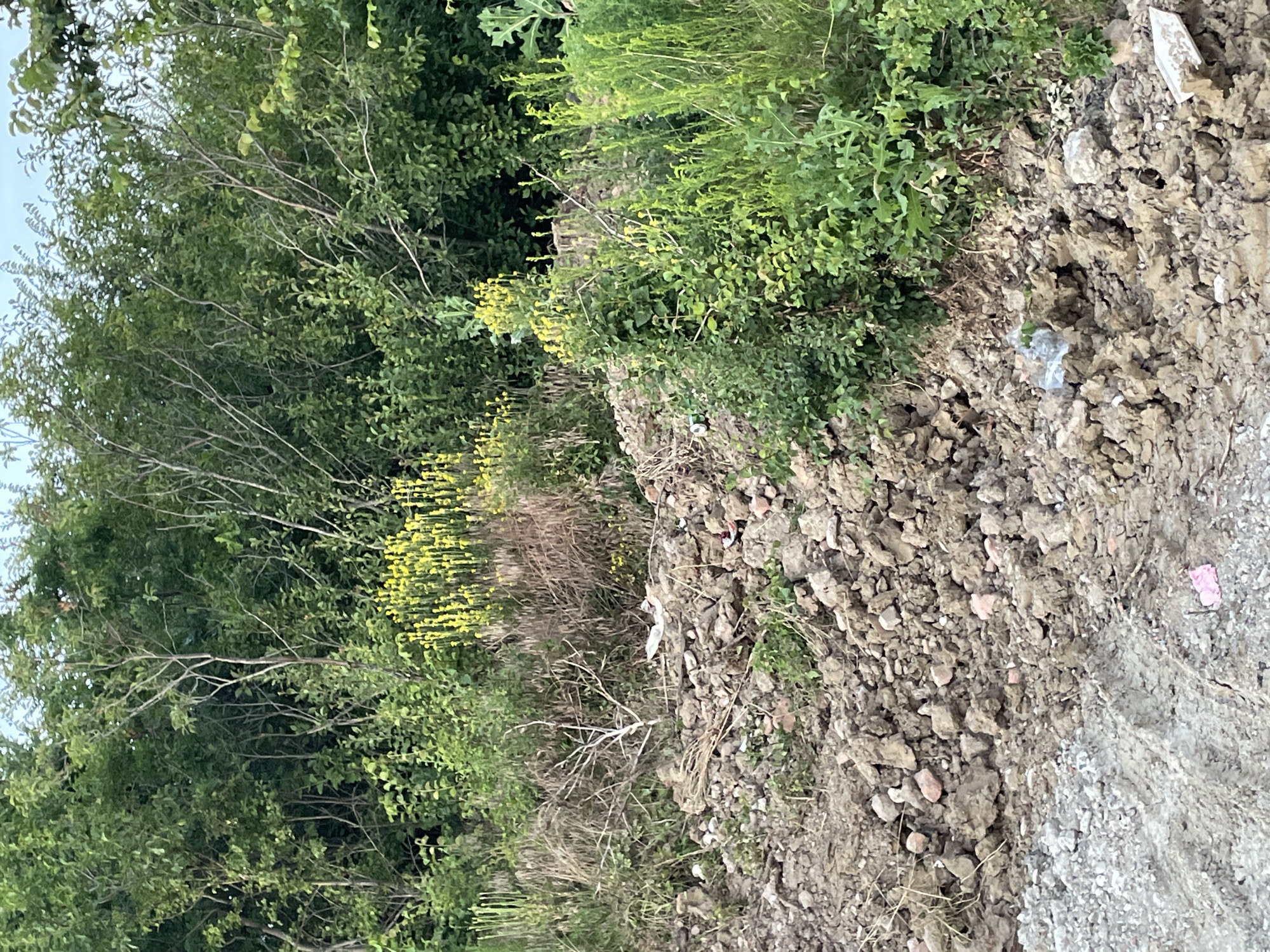 The image depicts a close-up view of a debris-strewn area at the edge of a wooded landscape. In the foreground, loose soil and rocks dominate the scene, with visible tire tracks on a gravelly surface. Interspersed within the soil and rocks are pieces of discarded material, including plastic sheeting, white ceramic fragments, and other unspecified debris. A small pink wrapper is visible near the bottom center.
Further back, a dense growth of green foliage, including bushes and trees, forms a natural barrier. Among the greenery, a patch of bright yellow flowers stands out. Several dry, brittle branches are also present, some appearing to have fallen from the surrounding trees. The overall impression is one of an unmanaged, possibly construction or demolition site, adjacent to natural vegetation. There are no people or animals visible in the image. The sky is not prominently visible. The setting is within the city of Bârnova, Romania, based on the provided location context.