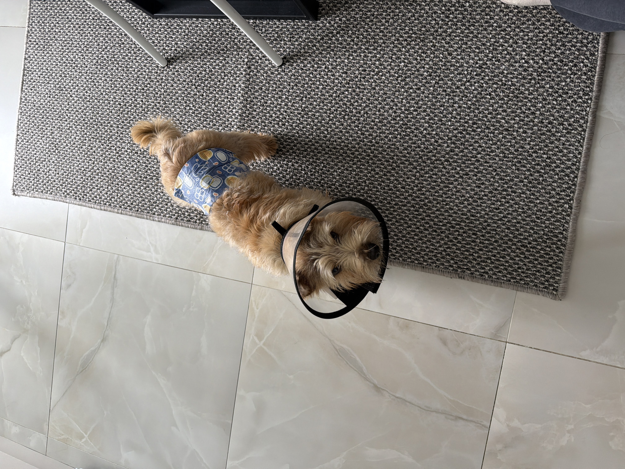 An overhead shot shows a light brown or tan-colored dog lying on a gray textured rug, which is partially on a light-colored tiled floor. The dog is positioned diagonally across the frame, with its hindquarters on the rug and its head on the tile.
The dog is wearing a clear plastic Elizabethan collar (cone) around its neck, with a black fabric trim. Its face, with dark eyes and light fur, is visible within the cone, looking upwards towards the viewer. The dog is also wearing a blue diaper or belly band with a pattern of yellow and white circles, some containing abstract shapes or letters like "BB" or "88," around its lower back/hindquarters.
The rug has a tight, woven pattern of black and white threads, creating a speckled gray appearance. Part of a black object and two white metal legs, possibly from a table or chair, are visible on the rug in the upper left of the frame. The floor consists of large, light-colored square tiles with subtle gray veining, characteristic of marble or similar stone. The lighting suggests an indoor daytime setting. The dog appears to be resting or observing its surroundings.