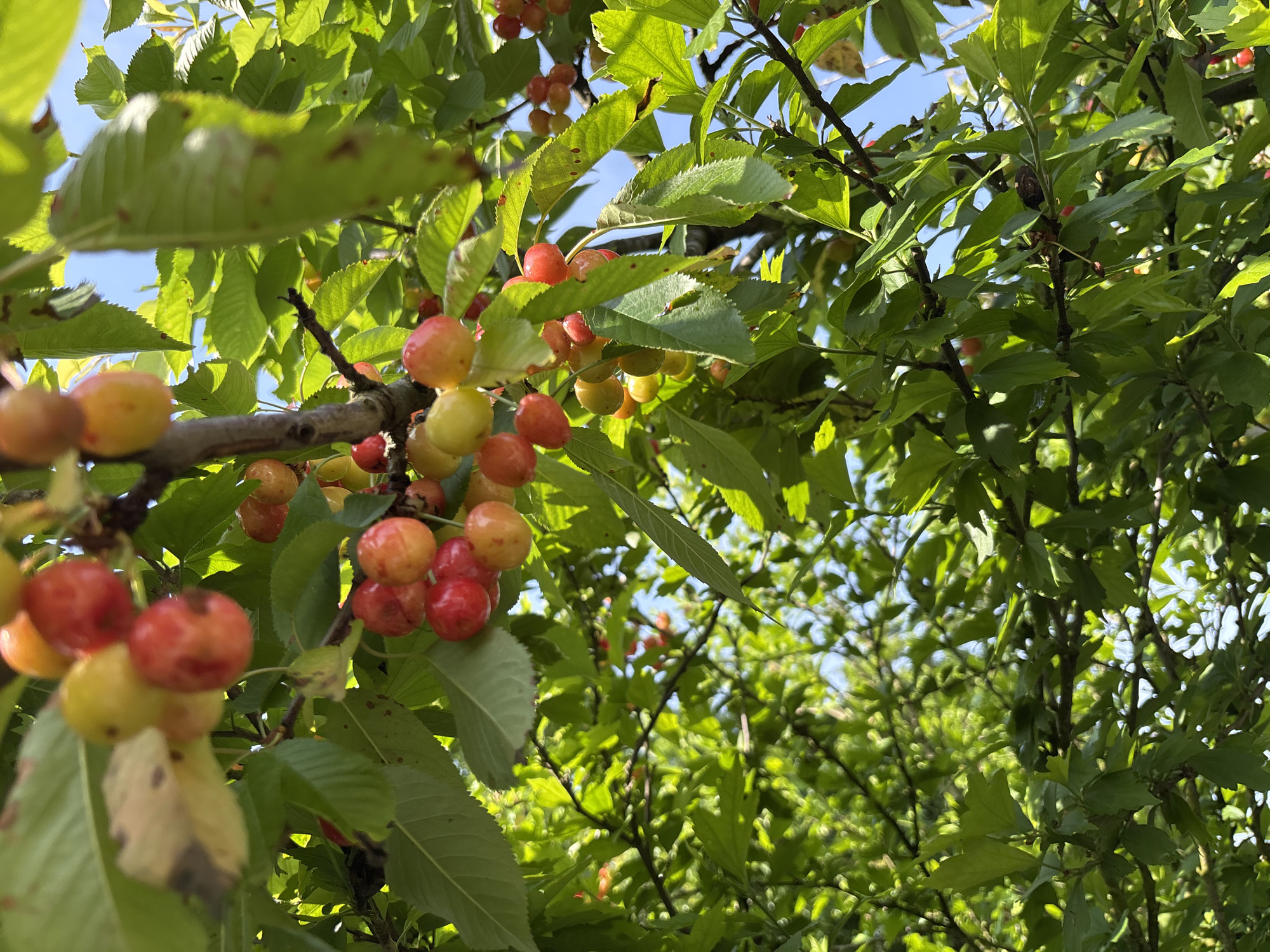 The image shows a close-up view of a cherry tree branch laden with ripening cherries in Pchelnik, Bulgaria. The cherries are a mix of yellow and red, indicating varying stages of ripeness. Green leaves surround the cherries and fill the background, with glimpses of a bright blue sky. The overall scene suggests a sunny day in an orchard or garden setting in Pchelnik.