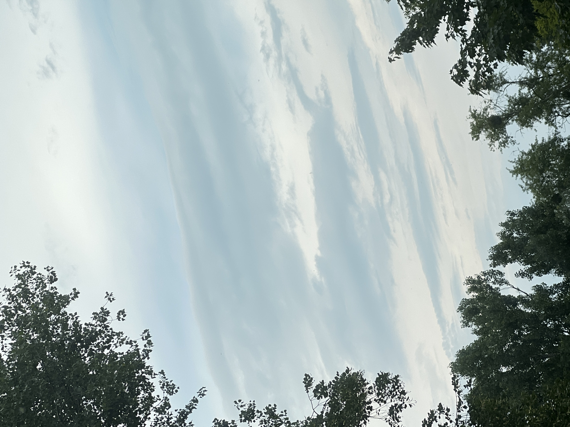 The image shows a view of the sky through the canopy of trees in Warsaw, Poland. The sky is predominantly a pale blue with wispy, layered clouds. The trees, with their dark green leaves, frame the sky from the left and bottom edges of the image. The foliage is dense, obscuring the view of anything beyond the immediate natural environment. There are no people or man-made structures visible in this image.
