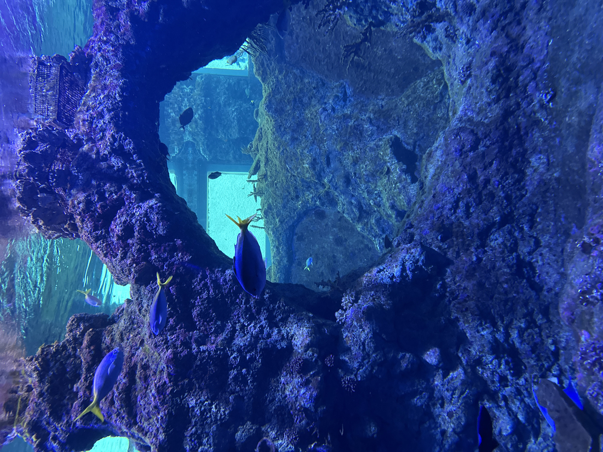 The image shows an underwater scene, likely from the Wrocław Zoo aquarium in Wrocław, Poland. The dominant features are large, rocky formations resembling coral or artificial rock structures, possibly part of a viewing enclosure for visitors. Several blue tang fish are visible, recognizable by their deep blue bodies and yellow tails. They are swimming among the rocks. The water has a blue tint, and there's some algae or growth on the rocks. A glimpse of what looks like window frames or artificial structures can be seen through an opening between the rocks.