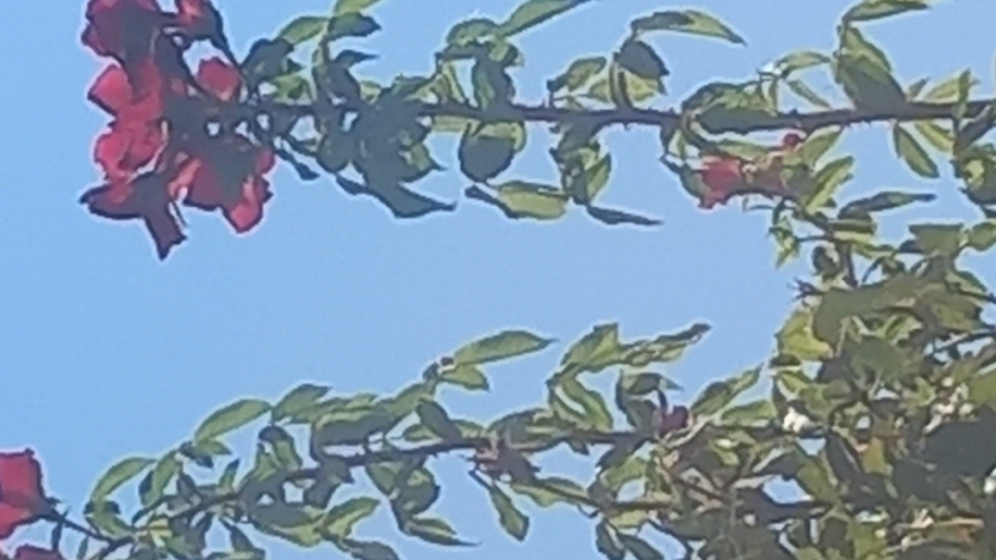 The image shows a close-up of two rose bushes with red flowers against a clear blue sky. The rose bushes are tall and leafy, with some of the flowers in full bloom and others still developing. The image is taken from a low angle, looking up at the flowers. The scene appears to be in a garden or park. The location is described as Άγιος Νεκτάριος, Greece.