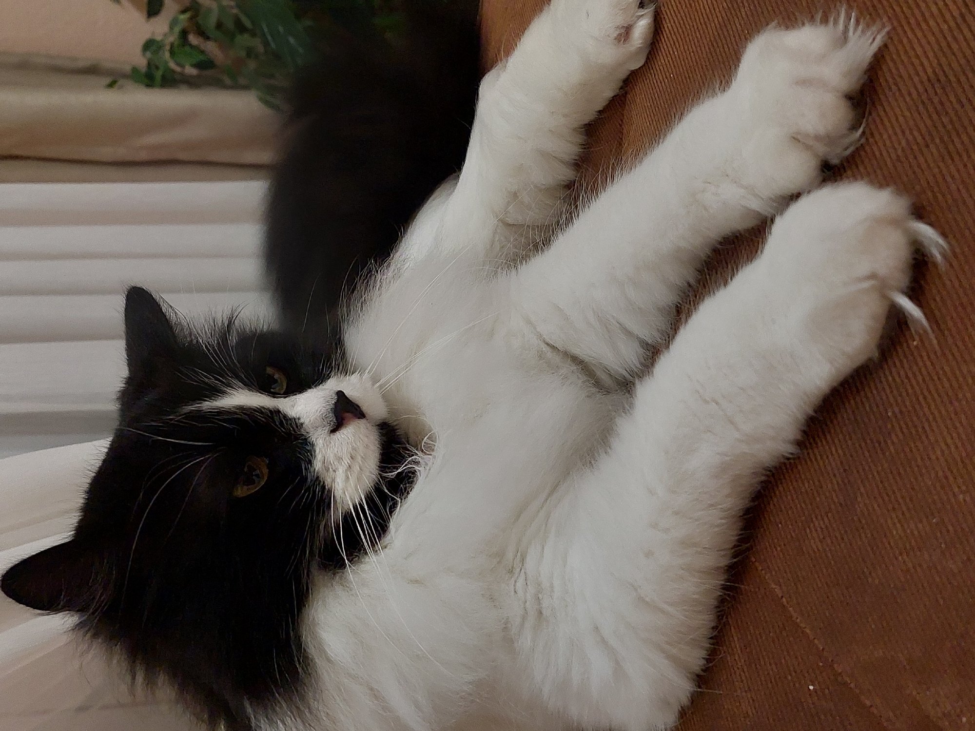 A fluffy black and white cat is captured lying on its back, stretching its front paws. The cat exhibits a tuxedo pattern, with a black head, ears, and tail, contrasting with a white muzzle, chest, and long, shaggy fur covering its belly and paws. Its yellowish-brown eyes are open and directed towards the viewer, conveying a calm and curious expression.
The cat's front paws are extended upwards and slightly outwards, with several sharp, white claws clearly visible and unsheathed, indicating it is actively stretching. The cat is resting on a textured, warm brown surface, likely upholstery from a sofa or chair. In the softly blurred background, a light-colored horizontal blind or curtain can be seen, along with faint hints of green foliage, suggesting an indoor plant. The overall lighting is soft, consistent with an indoor setting during the day. The image captures a relaxed moment of the pet at home in Plovdiv, Bulgaria. No text is visible in the media file.