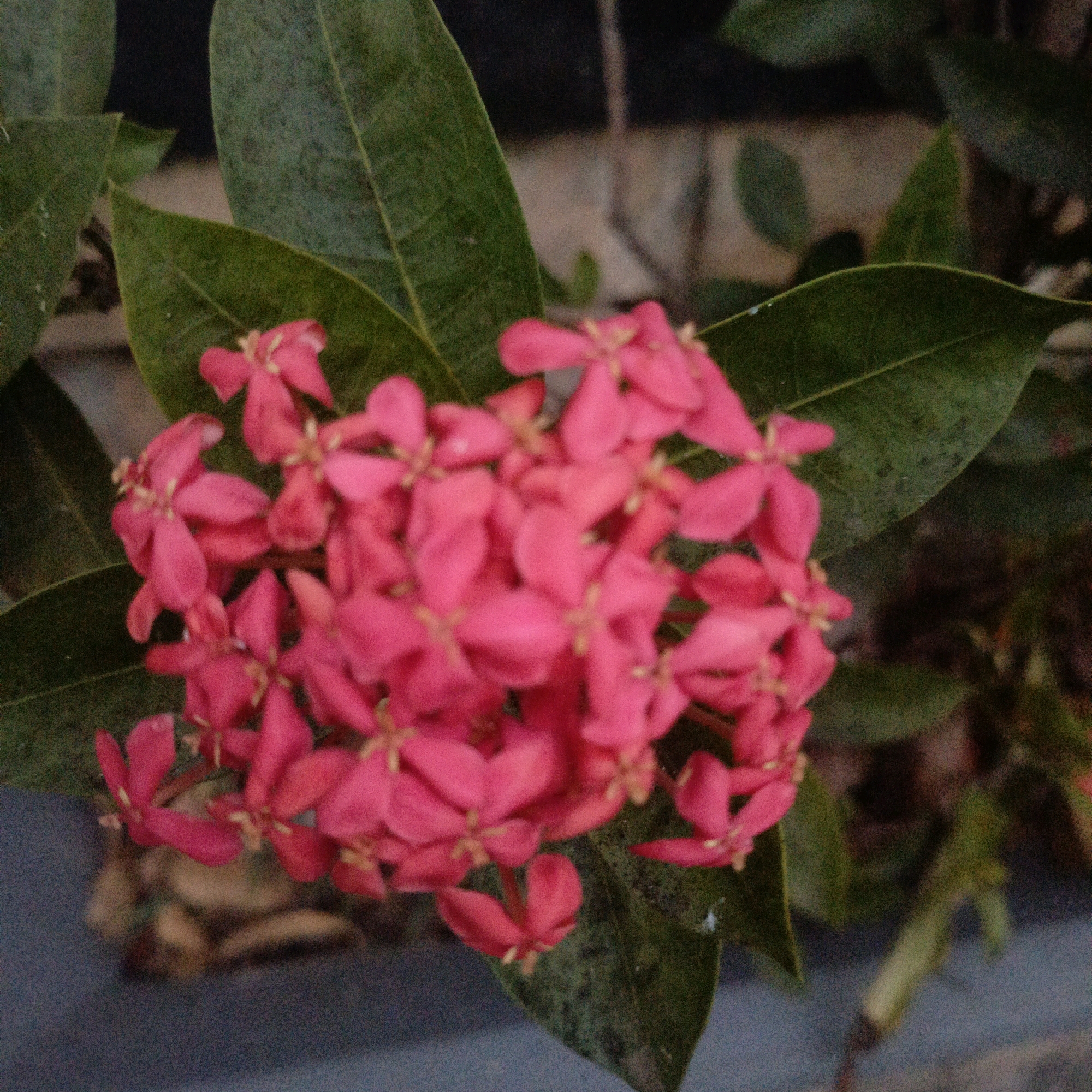 This is a close-up, slightly blurry, outdoor photograph of a cluster of vibrant pink Ixora flowers, also known as Bunga Sepatu in Indonesia. The flowers are small and star-shaped, with four petals each, densely packed together to form a larger inflorescence. Several deep green Ixora leaves are visible, some in focus and others blurred, providing a backdrop to the blooms. The lighting suggests it might be a cloudy day or late afternoon. The surface beneath the flowers is a dark, mottled grey, possibly a concrete planter or ground. There are no people or any discernible activity captured in this image. The image appears to be taken in Salatiga, Indonesia, a city known for its lush vegetation and botanical gardens.