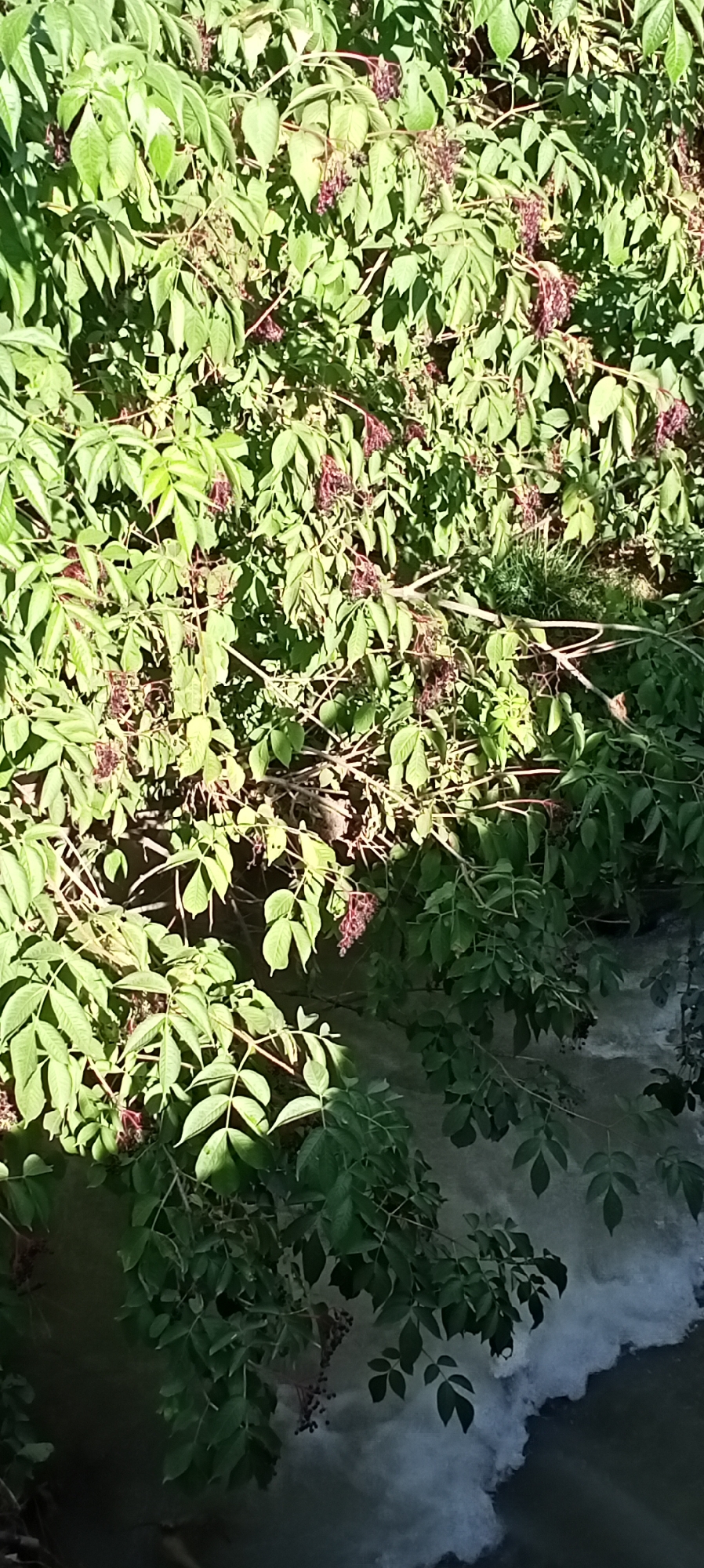 The image depicts a dense bush with green leaves and small clusters of dark berries, possibly elderberries, overhanging a turbulent body of water, likely a river or a stream, that appears to be flowing rapidly and creating white foam. The water is a dark, murky color. The vegetation is lush and green, with some branches casting shadows across the leaves, suggesting it is daytime. There is no discernible human presence or interaction within the frame. The scene appears natural and untamed.