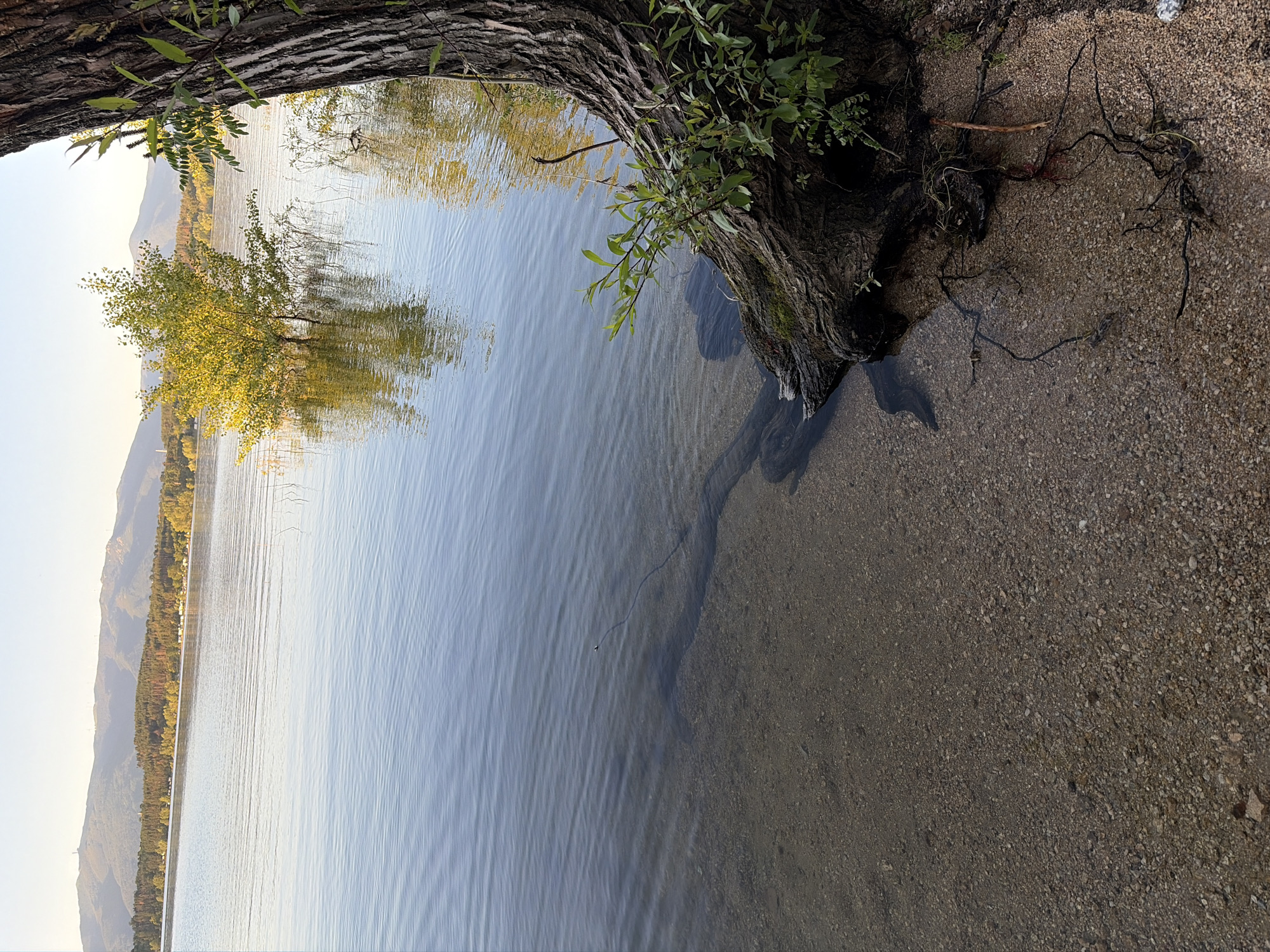 The image depicts a serene lake scene at Koprinka Reservoir in Koprinka, Bulgaria. In the foreground, the base of a large tree with rough bark stands at the edge of the water, its exposed roots extending into the shallow, clear water. The sandy lakebed is visible through the water, with small pebbles and submerged roots. Ripples on the water's surface suggest a gentle breeze. In the middle ground, a solitary tree stands partially submerged in the lake, its bright green foliage catching the sunlight. Beyond the lake, a line of trees with autumnal colors stretches across the landscape, leading to a range of distant mountains under a clear, pale blue sky. The overall impression is one of natural tranquility.
