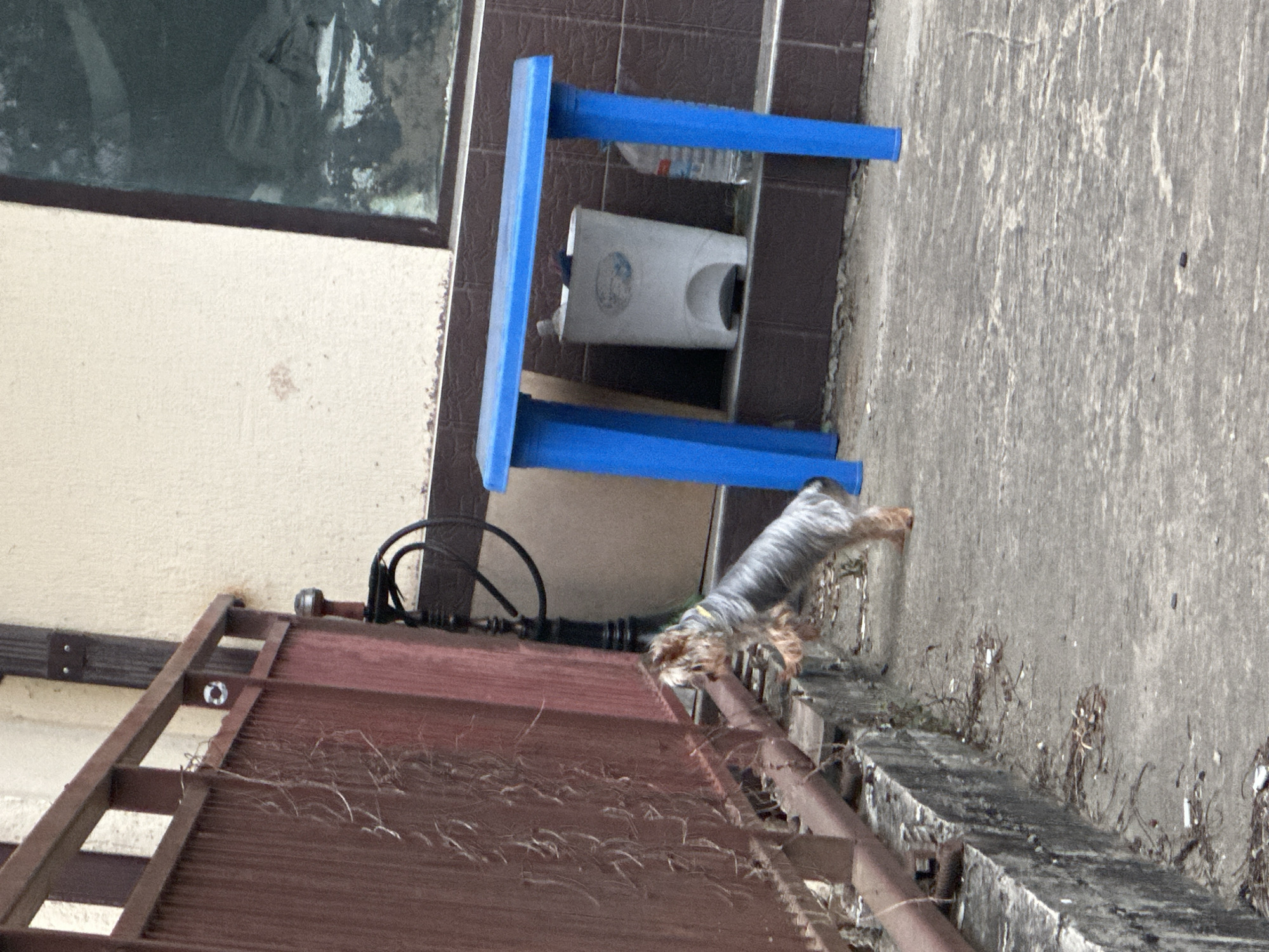 A small, gray and tan Yorkshire Terrier dog stands on a concrete walkway, its front paws on a low concrete ledge. The dog is facing left and looking towards a reddish-brown metal fence. Behind the fence, to the right, is a light-colored building with a window. In front of the building, partially obscured by a blue plastic table, is a white trash can and a plastic bottle of water. The environment appears to be an outdoor area in a city, potentially Razdolnoye, Russia, characterized by concrete surfaces, a fence, and building structures.