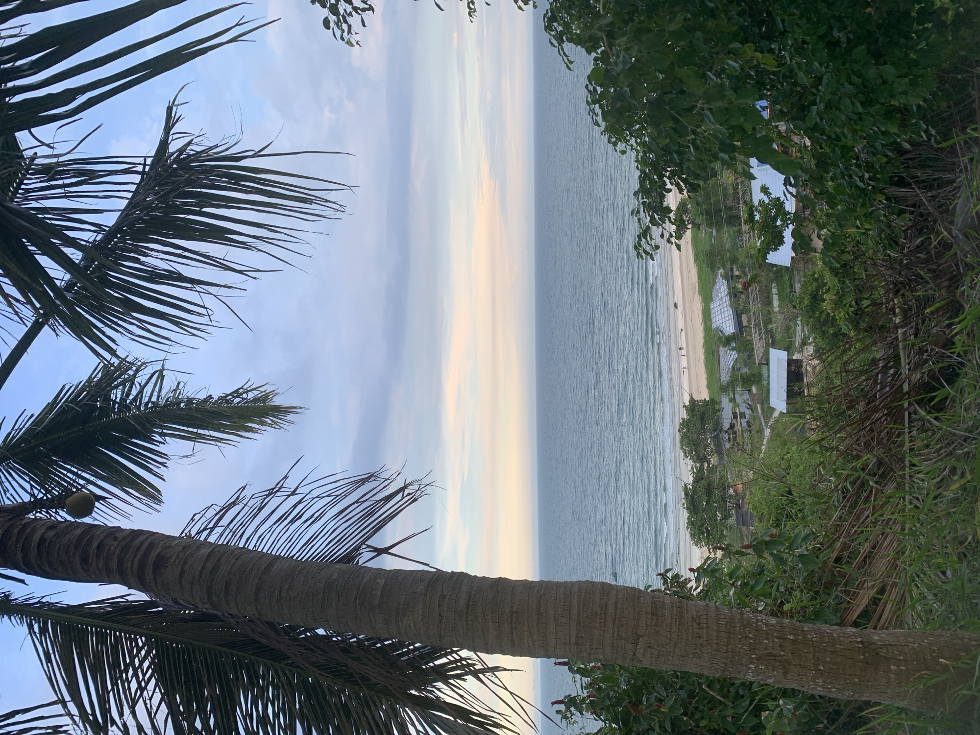 This is a photograph of a coastal scene in Phu Thuy Ward, Vietnam. In the foreground, a large coconut tree trunk and its fronds are visible, silhouetted against the sky. Beyond the tree, a sandy beach stretches along the coastline, meeting the gentle waves of the ocean. In the background, several small white buildings are scattered among lush green vegetation, suggesting a small coastal settlement or resort area. The sea is calm, with light ripples on the surface. The sky is a pale blue with soft, diffused clouds, and the lighting suggests it is either early morning or late afternoon, possibly during a calm, overcast day. There are a few tiny figures visible on the beach, too indistinct to discern any activity. The overall mood is tranquil and serene, capturing the natural beauty of a tropical beach. No visible text is present in the image.