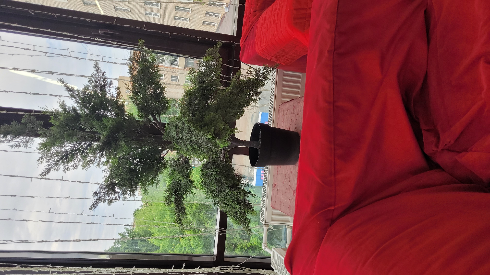 A potted evergreen tree sits on a surface in front of a window. A red, upholstered object is beside the tree. A building is seen outside. A strand of lights hangs on the window.