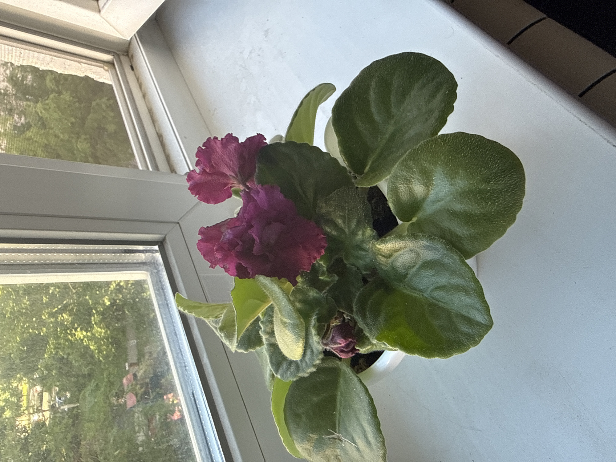 A potted African violet plant with deep pink flowers and green leaves sits on a white windowsill. Through the window, lush green trees and a glimpse of outdoor scenery are visible. The scene is illuminated by natural light, casting soft shadows. The location is identified as Unknown, Unknown.