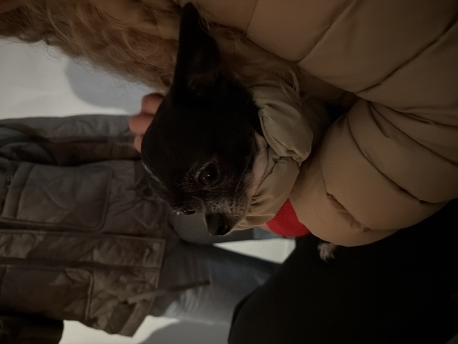 The image displays an indoor scene in Tel-Aviv, Israel, focusing on a small dark-furred Chihuahua dog being held. The dog, predominantly black with a graying muzzle and dark eyes, is looking to the left. It appears to be nestled into a light beige quilted puffer jacket worn by an unseen individual whose arm and upper body are partially visible in the foreground. A hand with light skin tone is visible near the dog's head, possibly stroking it. A small red object is partially visible near the dog's chest. In the background, a second individual is standing, wearing a gray/olive-green quilted jacket and light blue jeans. The immediate environment consists of a plain, light-colored wall, with soft lighting suggesting an interior space.