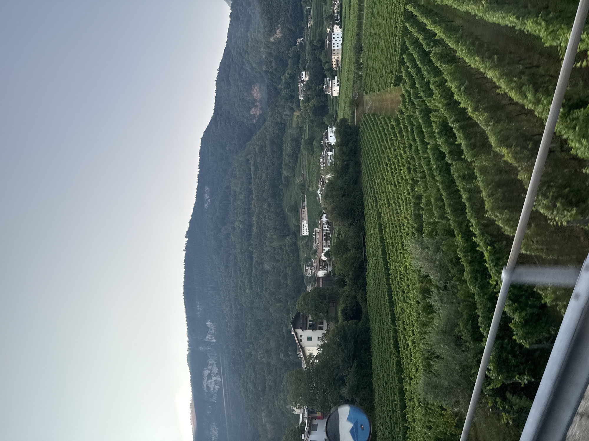 The image depicts a vineyard in Montan an der Weinstraße - Montagna sulla Strada del Vino, Italy. The foreground is dominated by meticulously tended rows of grapevines, stretching diagonally across the frame. A metallic barrier runs along the bottom of the image, indicating the perspective is from a road or elevated vantage point. In the midground, a cluster of traditional white and light-colored buildings, characteristic of the region, are nestled amongst lush green trees. Some buildings appear to be homes or farmhouses, with balconies and windows visible. A circular blue and white sign is partially visible on the left side, reflecting the sky and a portion of the vineyard. Behind the village, a steep, densely forested mountain rises, its slopes covered in a thick canopy of trees. The sky is a pale, hazy blue, suggesting either early morning or late afternoon light. The overall scene conveys a sense of rural tranquility and agricultural productivity.
