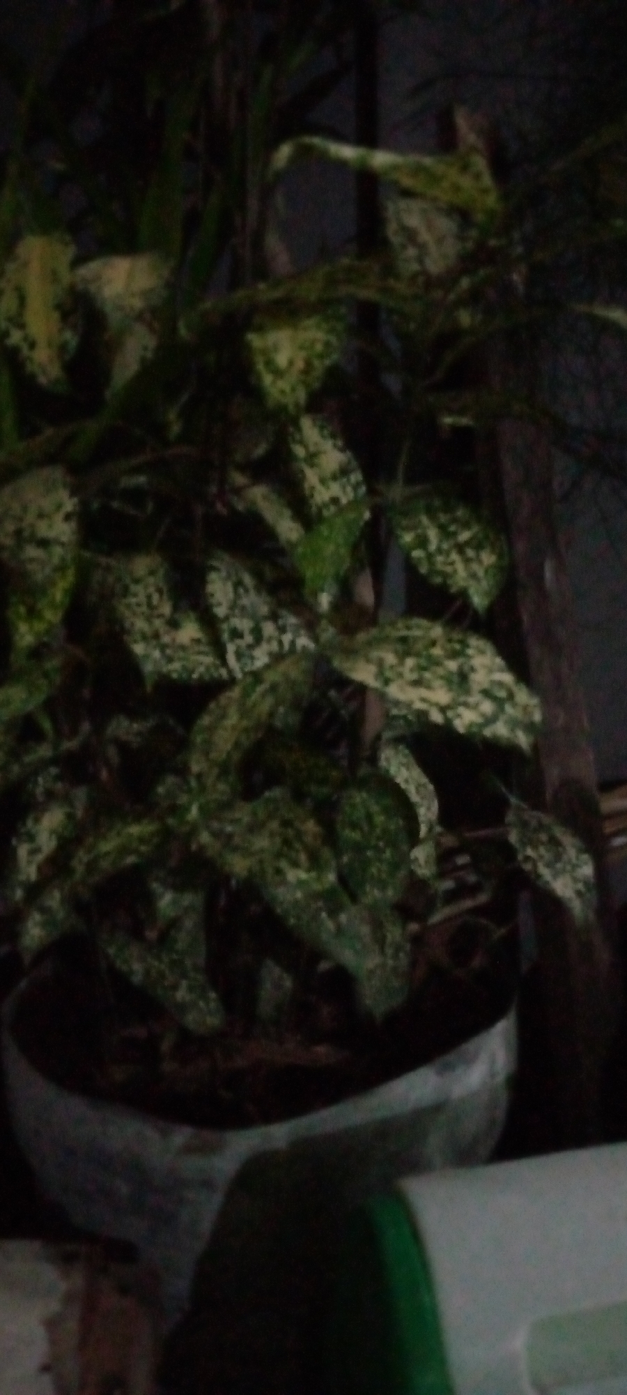 An out-of-focus, close-up, indoor photograph shows a variegated plant with green and yellow leaves in a pot. The plant has a sprawling growth habit. The pot appears to be gray or light-colored and is partially visible at the bottom of the frame. The background is dark and indistinct, with hints of vertical elements suggesting it might be near a wall or other vertical structure. No people are visible. The image appears to be taken in a dimly lit environment, potentially at night or in a room with low lighting. No specific location in the city of Sumberwono, Indonesia can be determined from the visual information provided.