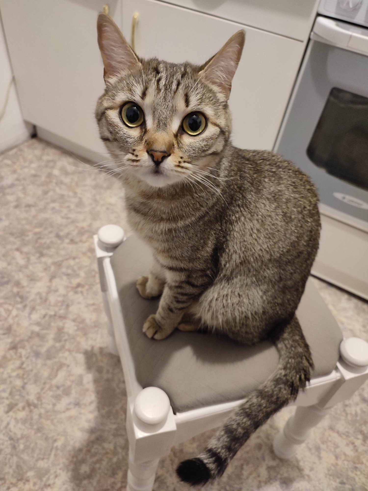 A gray tabby cat with large, round eyes is sitting on a small, white stool with a gray cushion. The cat faces forward, looking directly at the viewer. Its tail curls around the side of the stool. The stool sits on a floor with a patterned surface. Behind the cat and stool are light-colored kitchen cabinets and an appliance that appears to be a washing machine or a refrigerator. The location is a domestic interior, likely a kitchen. The specific city and unknown area are not discernible from the image.