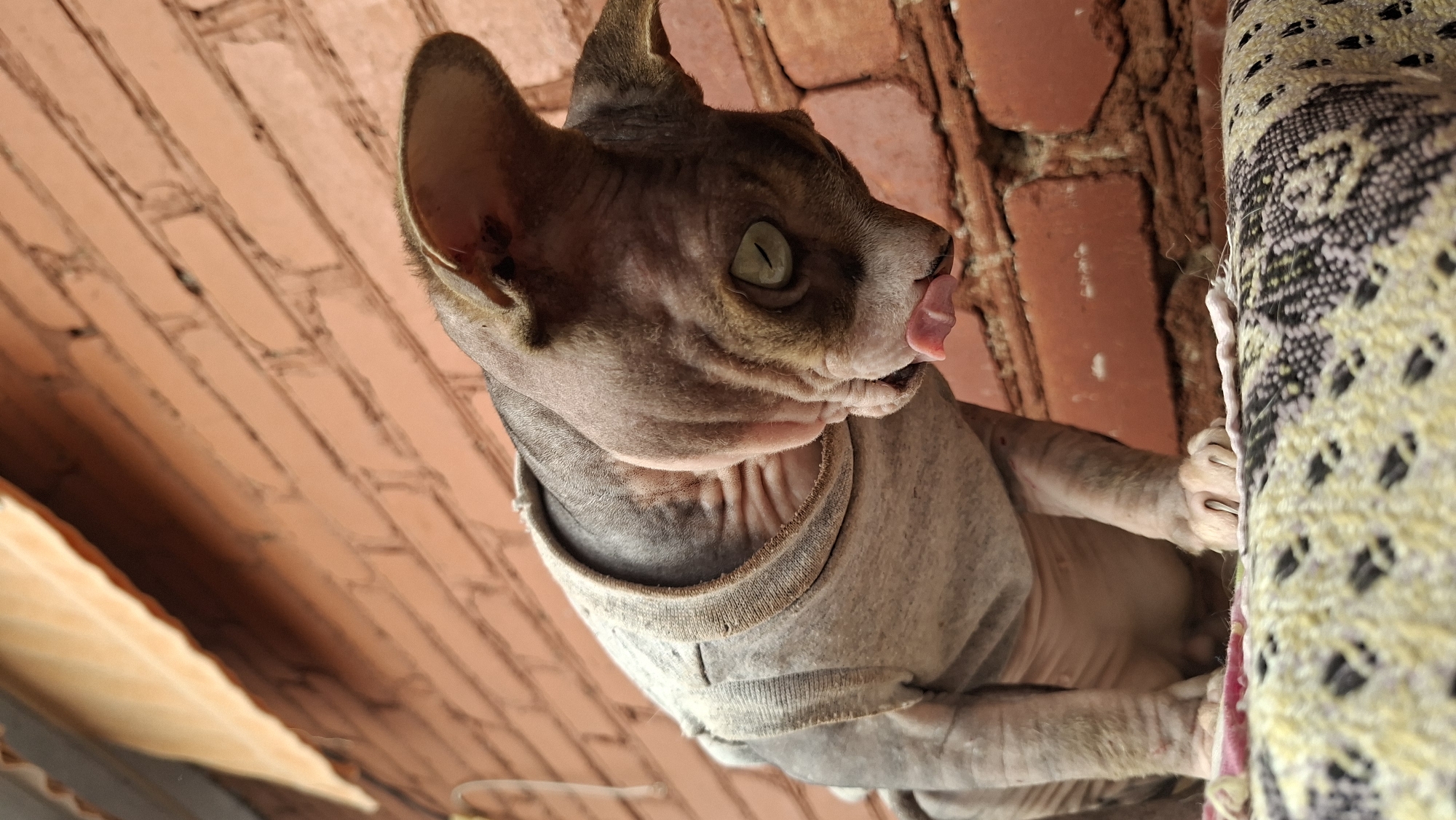 A hairless cat, likely a Sphynx breed, is the primary subject of the image, captured from a low angle. The cat is wearing a light grey shirt with a ribbed neckline. Its body is greyish-pink, with visible skin folds, particularly on its neck and around its eyes. The cat's head is turned downwards, with its tongue extended, appearing to lick something just out of frame. It has large, prominent ears and striking green eyes. The cat is positioned on a textured surface, possibly a piece of furniture or fabric, with a pattern of black and yellow geometric shapes. In the background, a brick wall with a reddish-orange hue is visible, and above that, a portion of a light-colored, corrugated roof or overhang. The scene appears to be outdoors, possibly in a residential area or yard. The cat's paws are visible, resting on the patterned surface. The lighting suggests daylight, casting shadows on the brick wall. The image does not contain any identifiable landmarks or features that would specifically place it in Myadzyel, Belarus.