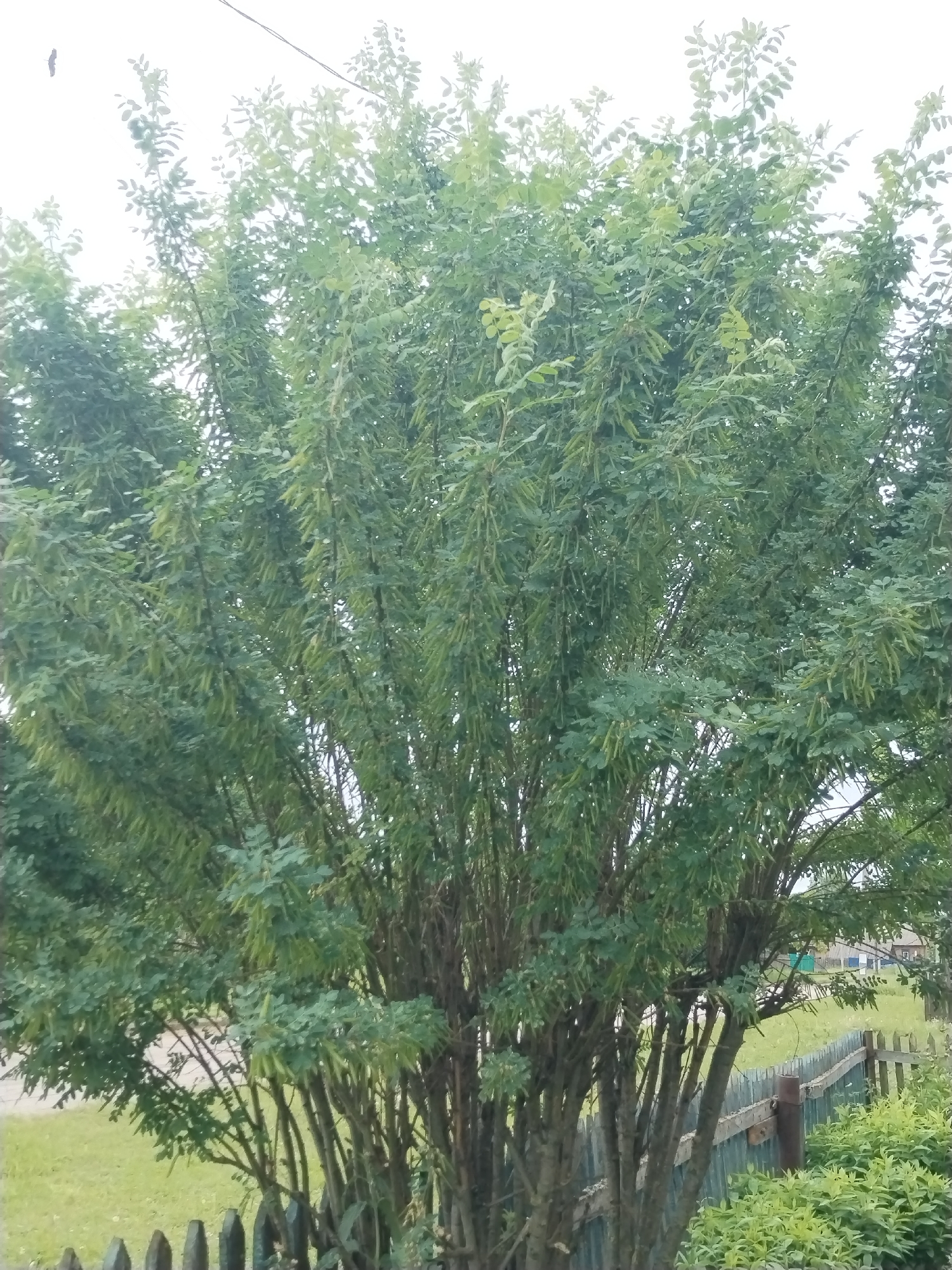 This image displays an outdoor scene in Сосново, Russia, centered on a large, multi-stemmed deciduous tree. The tree, occupying the majority of the frame, exhibits dense green foliage composed of pinnately compound leaves. Numerous elongated, light green, pendulous seed pods hang from its branches. The tree's multiple trunks rise from the bottom of the image. In the foreground, a dark-colored picket fence is partially visible. To the right of the tree, a cluster of light green shrubbery is present. To the left, a manicured green lawn extends backward, with a light-colored path or road visible in the distance. A weathered, horizontal wooden fence, grey in color, stretches across the midground on the right side. Beyond this fence, a grassy area leads to several small, utilitarian buildings with light facades and dark roofs in the far background. The sky is uniformly bright white, indicating overcast conditions. A thin, dark utility line is visible traversing the upper right portion of the sky.