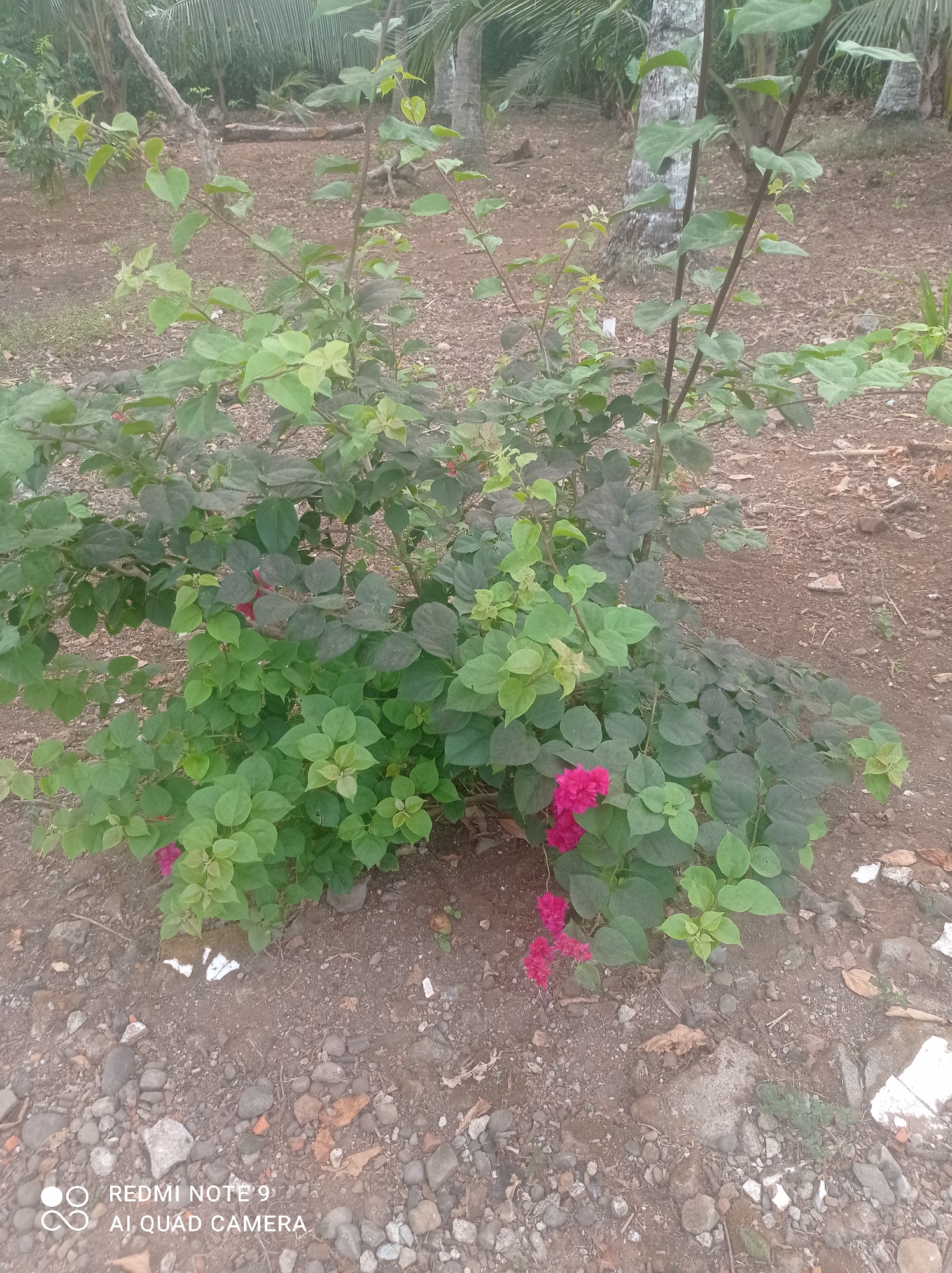 A bougainvillea plant with bright pink flowers is growing in the ground on a dirt path. The plant has green leaves and several branches. There are palm trees in the background, indicating a tropical or subtropical environment. The ground is covered with small rocks and dirt. The image was taken in Cipawon, Indonesia.