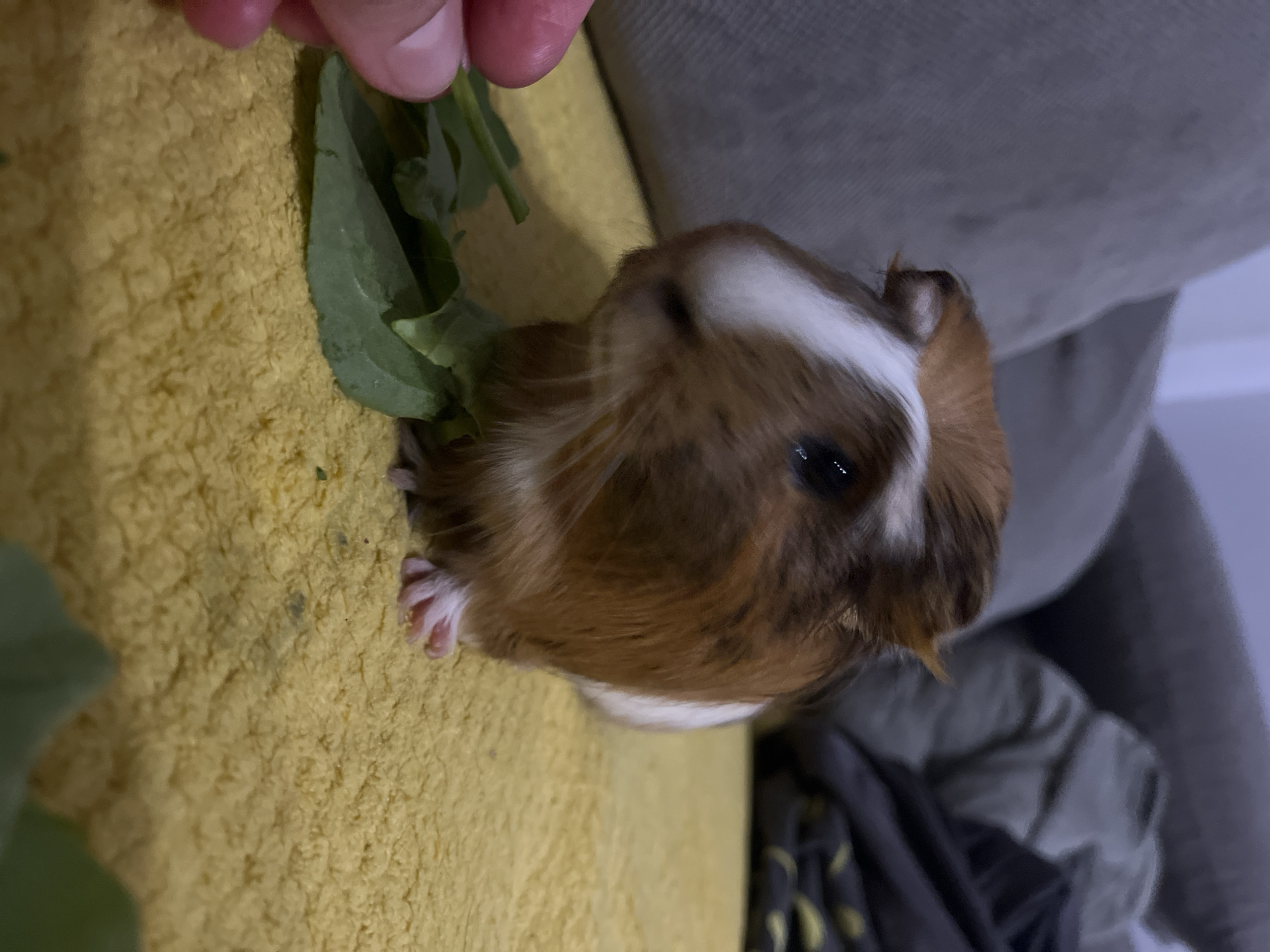 A close-up, low-angle shot captures a guinea pig being fed leafy greens. The guinea pig, a mix of brown and white fur, is positioned on a yellow, textured surface, possibly a blanket or towel. A person's hand, with visible fingernails and pink skin, is holding a few green leaves just above the guinea pig's head, seemingly offering them as food. The guinea pig's face is in focus, with its dark eyes and whiskers clearly visible. Its front paw is also in view, with pink toes.
In the background, a blurred gray surface, likely a couch or upholstered furniture, fills the upper right portion of the frame. The lighting appears to be indoor, with a soft, diffused light source casting gentle shadows. The overall mood is intimate and peaceful, highlighting the interaction between the person and the pet. There is no visible text in the image.