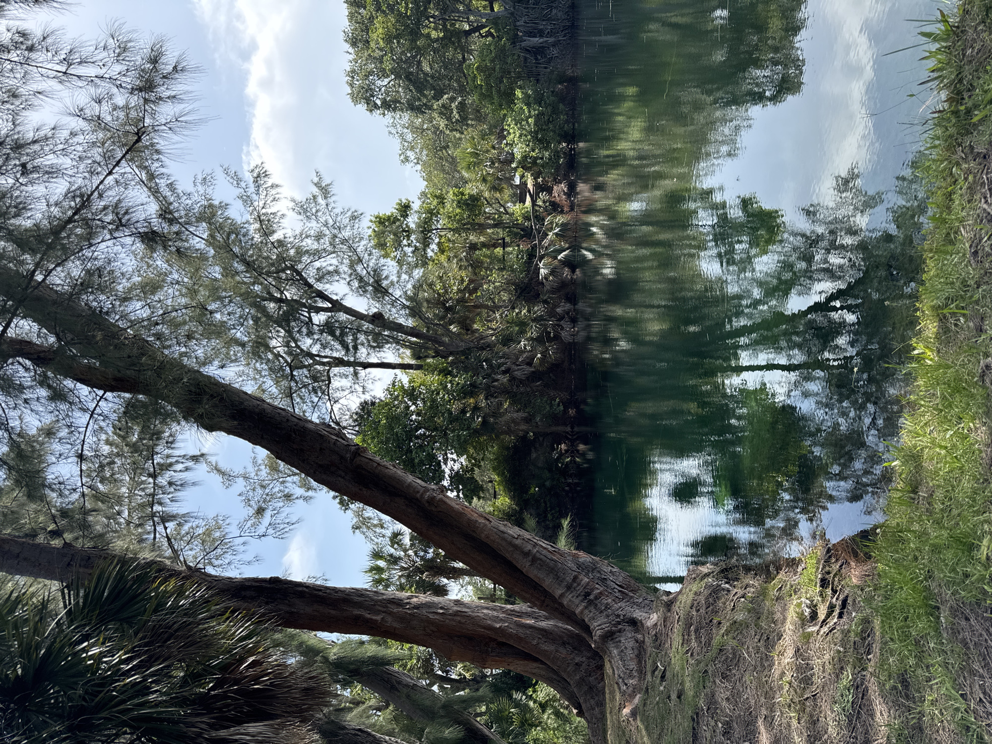 The image depicts a tranquil natural scene featuring a body of calm, dark green water reflecting the surrounding lush vegetation and the sky. On the left bank, a prominent, thick tree with gnarled roots is visible, partially shaded by a palm tree to its left. The water's edge on this side is lined with dry grass and exposed roots. Across the water, a dense green forest of various trees and palm fronds creates a vibrant backdrop. The sky above is a clear blue with scattered white clouds. The overall impression is one of a secluded, natural oasis. This scene is consistent with natural areas found within or surrounding Fort Lauderdale, Florida, USA, which is known for its abundant waterways and tropical foliage.