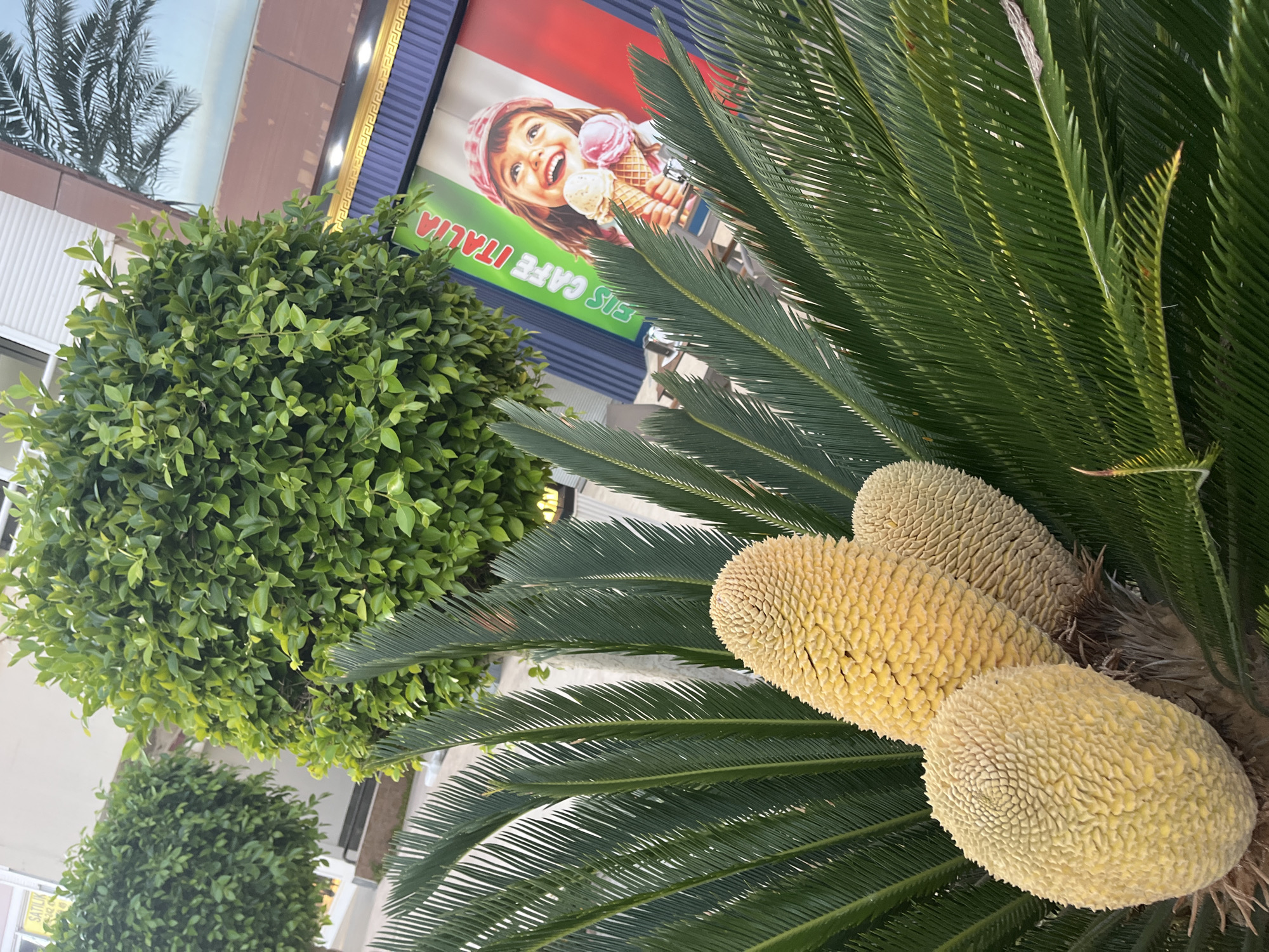 The media file presents an outdoor, upward-tilted perspective of a vibrant street scene, rotated 90 degrees clockwise from its natural upright orientation. The setting appears to be a commercial area, likely in a warm climate like Alanya, Turkey, given the lush vegetation and cafe.
Dominating the right side of the foreground is a large cycad plant (Sago Palm) with numerous dark green, stiff fronds. Nestled within its center are three prominent, elongated male cones, displaying a light yellow, knobby, and textured surface.
On the left side of the mid-ground, two dense, round bushes with small green leaves are visible, adding to the verdant setting.
Behind the foliage, a building facade rises, featuring a large, colorful sign for a cafe. The sign's background is a horizontal stripe of red, white, and green, evoking the Italian flag. Central to the sign is a joyful young girl with a wide smile, wearing a pink-patterned hat, and happily holding two ice cream cones—one with pink and one with cream-colored scoops. Below her, the bold white text reads "EIS CAFE ITALIA," indicating an Italian ice cream cafe. The building around the sign features blue panels with golden decorative trim.
In the far background on the left, reflections of palm tree fronds are discernible in a window or glass surface, reinforcing the subtropical environment. The scene is brightly lit, suggesting a clear, sunny daytime. The overall impression is one of pleasant, leisurely commerce.