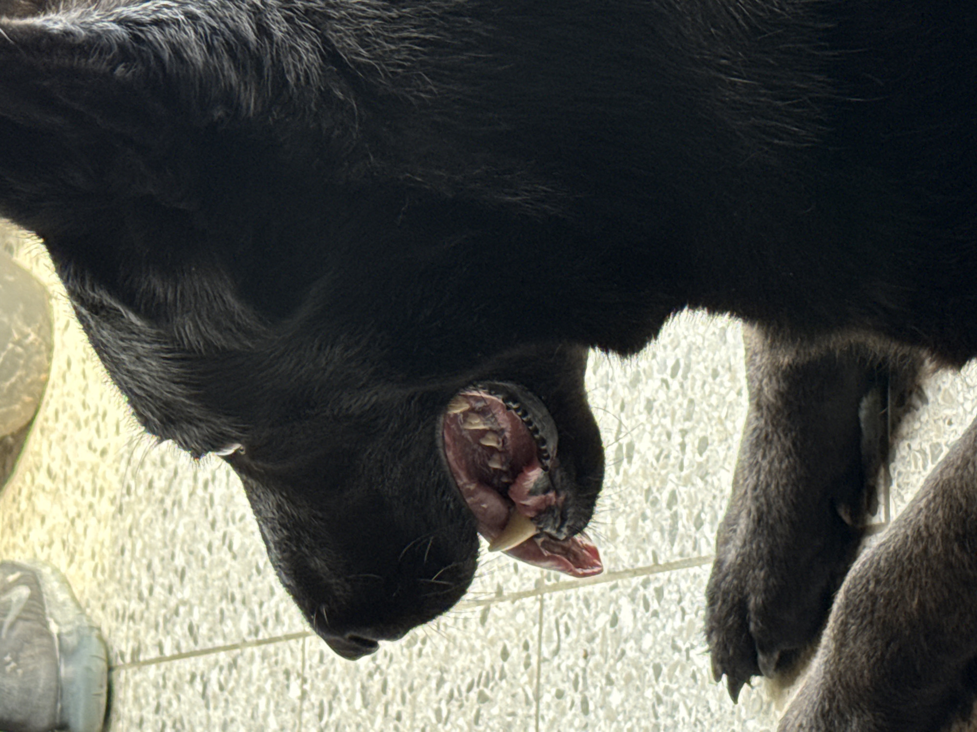A close-up, profile view of a black dog's head and front paw is shown. The dog's mouth is slightly open, revealing its teeth and pink tongue. The dog is lying on a textured, light-colored surface that appears to be tile. In the upper left corner of the image, a portion of a gray shoe with a white sole and a Nike logo is visible. The background consists of a blurred, light-colored area.