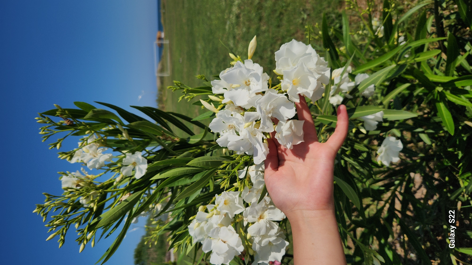 A close-up, outdoor vertical photograph captures a human left hand gently supporting a cluster of white Oleander flowers. The flowers are densely packed with multiple petals and yellow-tinged centers, surrounded by long, narrow, dark green leaves. The background features a vibrant green grassy field under a clear, deep blue sky. A white soccer goal is visible on the field towards the right, with the Mediterranean Sea stretching beyond it in the far distance. Some indistinct coastal features are present on the horizon. The scene is illuminated by bright sunlight, casting shadows on the hand and flowers. The image was captured in Erdemli, Turkey. A "Galaxy S22" watermark is present in the lower-left corner.