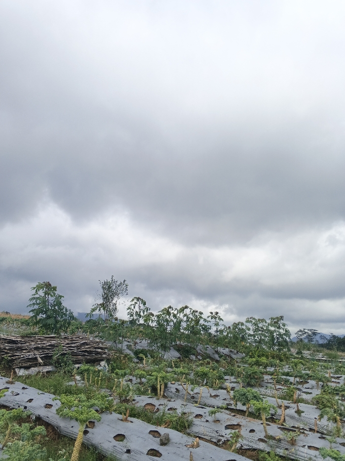 This image depicts an agricultural field under an overcast sky in Đăk Mar, Vietnam. The foreground and midground feature rows of cultivated plants, likely a type of leafy vegetable, growing through holes in grey or white plastic mulch covering the soil. The plants have stout stems and green foliage. Between the mulched rows, patches of dirt and sparse vegetation are visible. To the left, a stack of cut wooden branches or sticks is present. A line of taller, slender trees with green leaves forms a natural boundary behind the main crop area. In the distant background, hazy, dark green mountains or hills are discernible beneath the heavy, uniform grey cloud cover that dominates the upper two-thirds of the frame. No individuals, animals, or active human interactions are present in the scene.