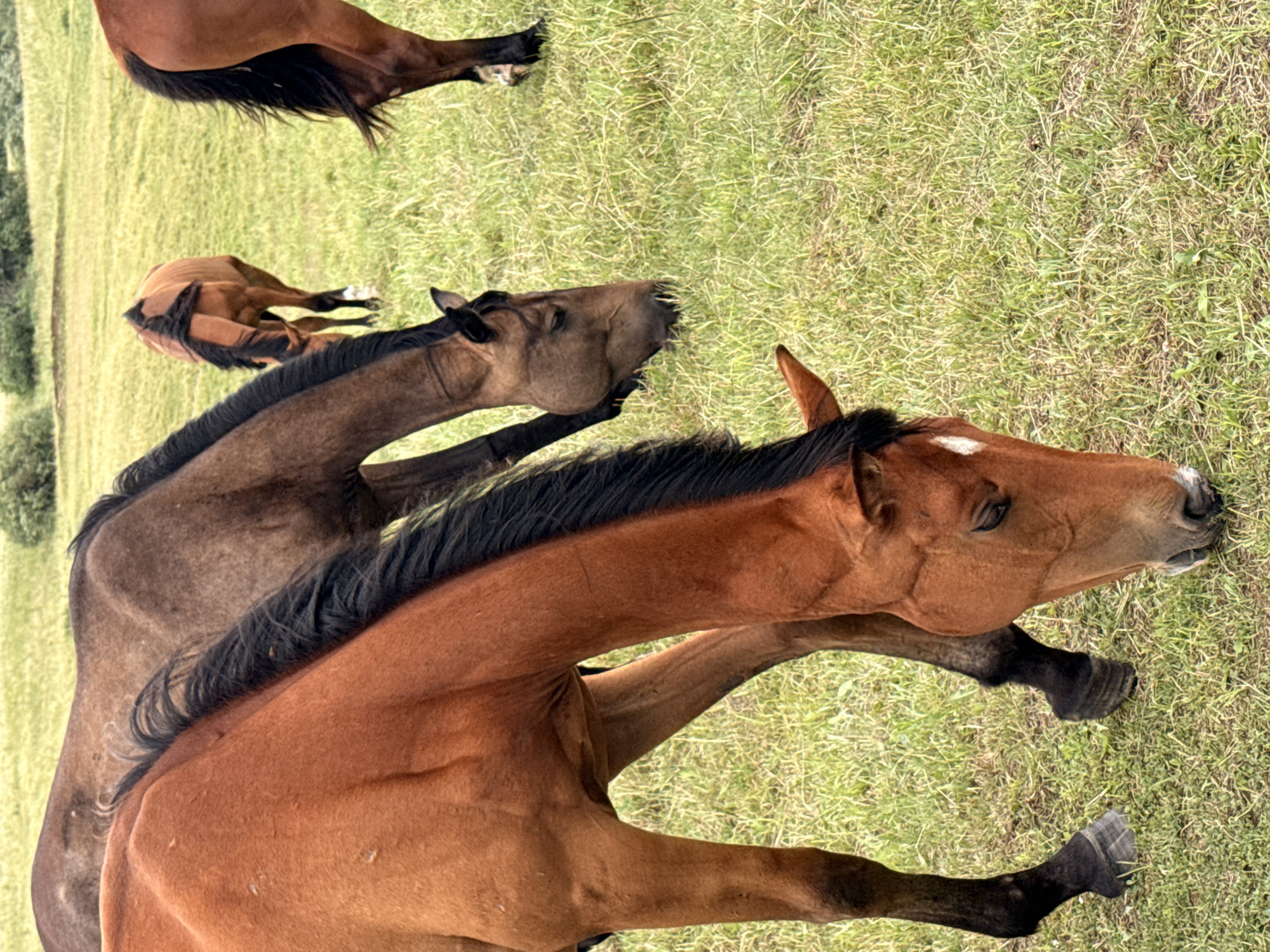 Four horses are in a grassy field. The closest horse is a chestnut with a black mane and tail, facing right with its head down, possibly eating or resting. It has a white marking on its forehead. Behind it, another horse, a darker brown, is partially visible, also with a black mane. To the left and further back, a third horse, a lighter brown, is seen from the back, with its head down. In the far upper left, a fourth horse, a dark brown, is mostly obscured, showing only its hindquarters and tail. The scene appears to be a natural outdoor setting, likely a pasture, given the abundant green grass. The lighting suggests it could be daytime, possibly overcast given the soft shadows. The horses seem to be in a peaceful, relaxed state. There is no visible text in the image. The location is Galinė, Lithuania.