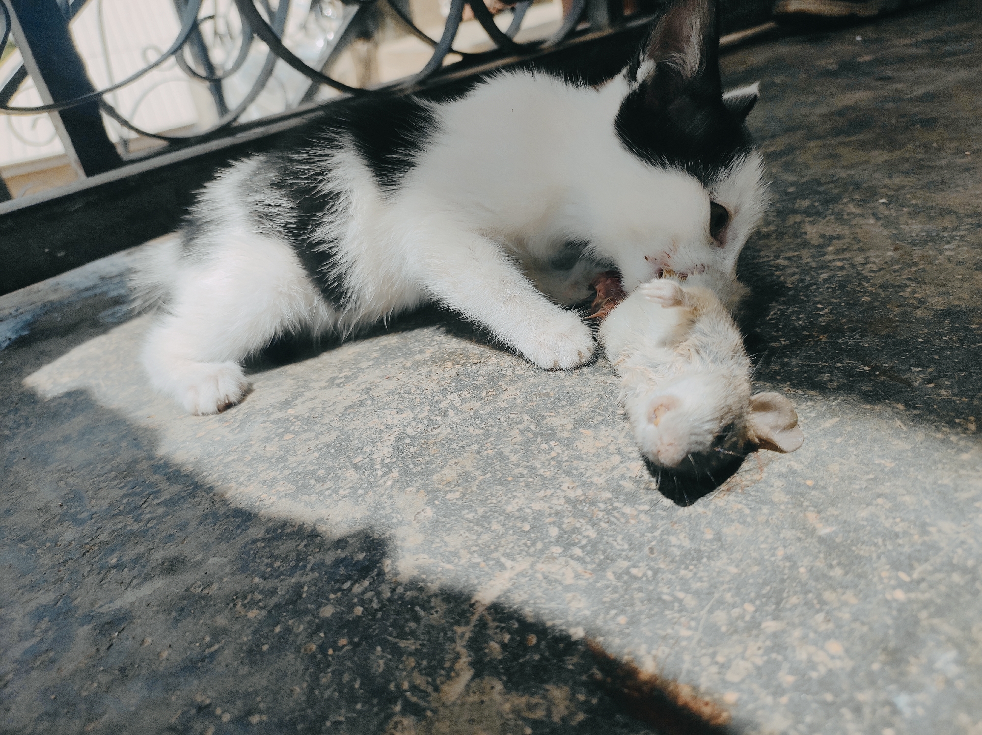 A black and white kitten is lying on a gray concrete surface. The kitten is partially in shadow. It is eating a white, possibly dead, rodent. The photo appears to have been taken outdoors, near a metal railing. The location is Jos, Nigeria.